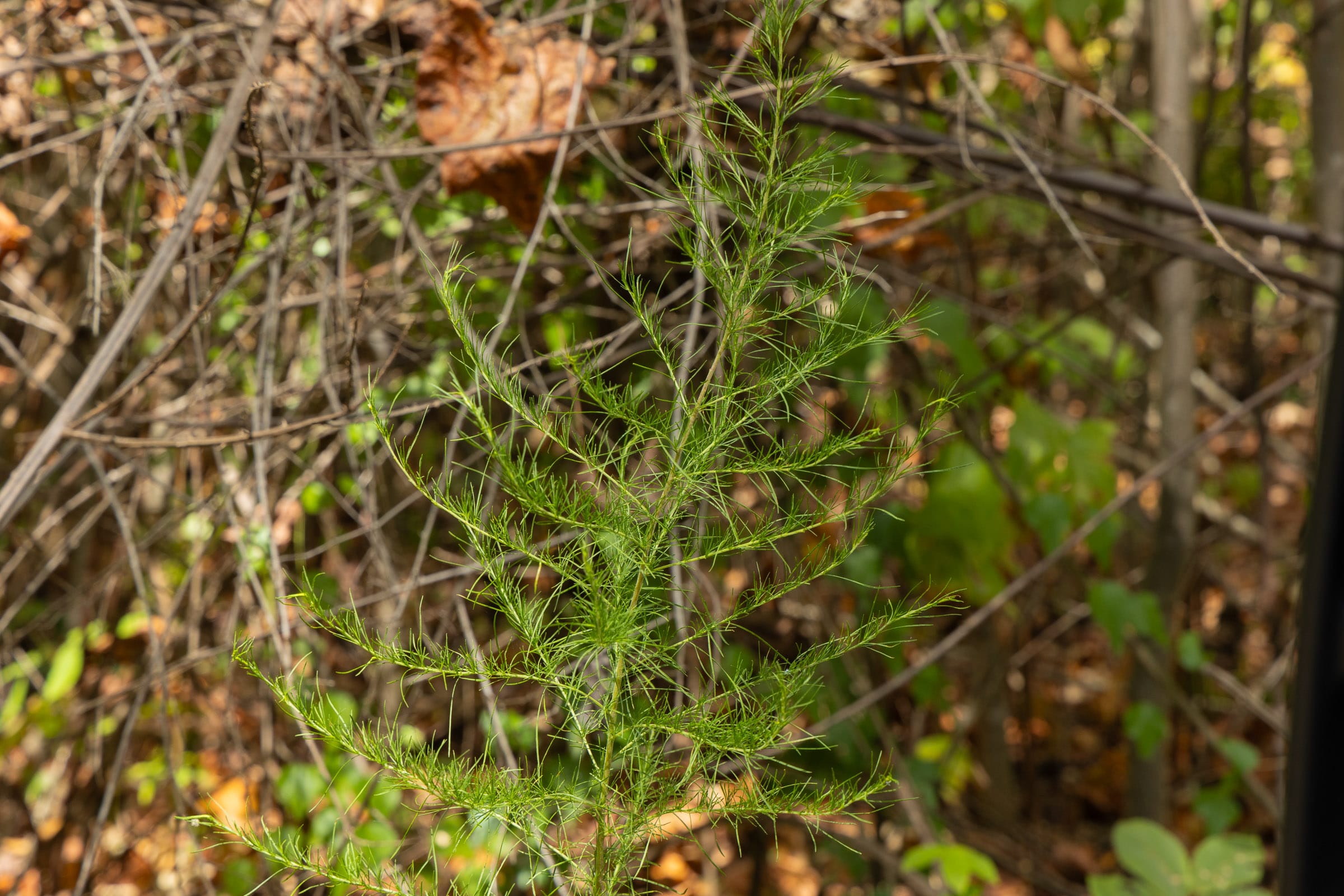 Big White Oak Tract 79 photo 3