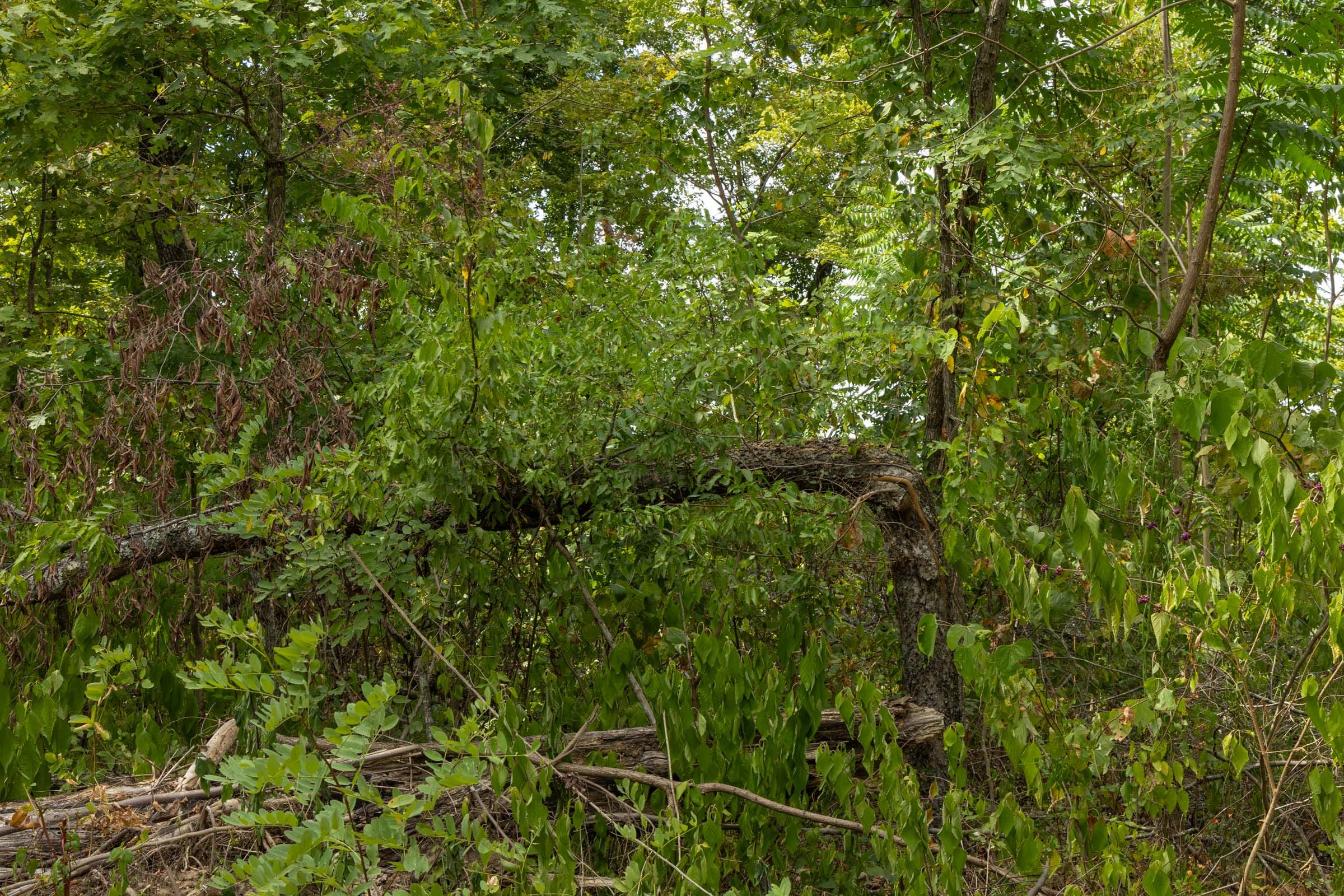Big White Oak Tract 79 photo 2
