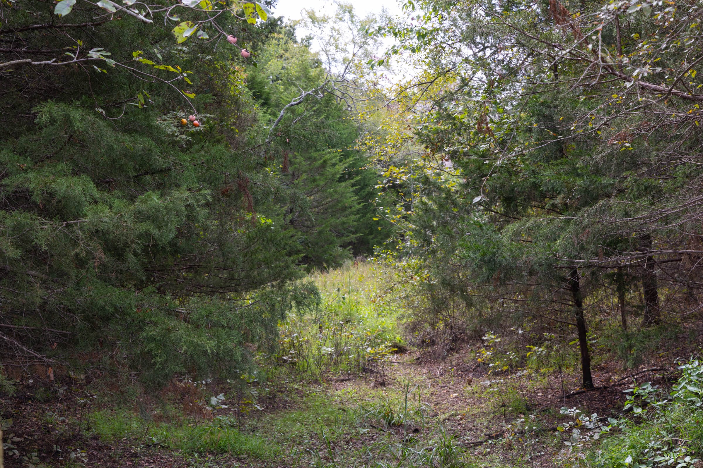 Reserves At Cattail Cove Phase II Tract 59 photo 4