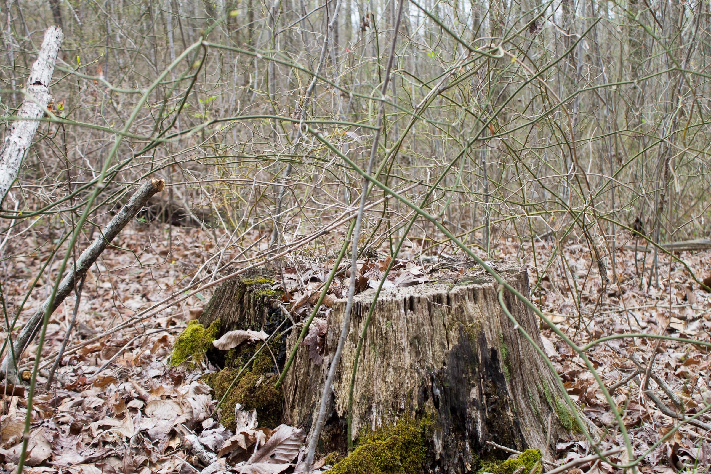 Hidden Hills Tract 22 photo 8