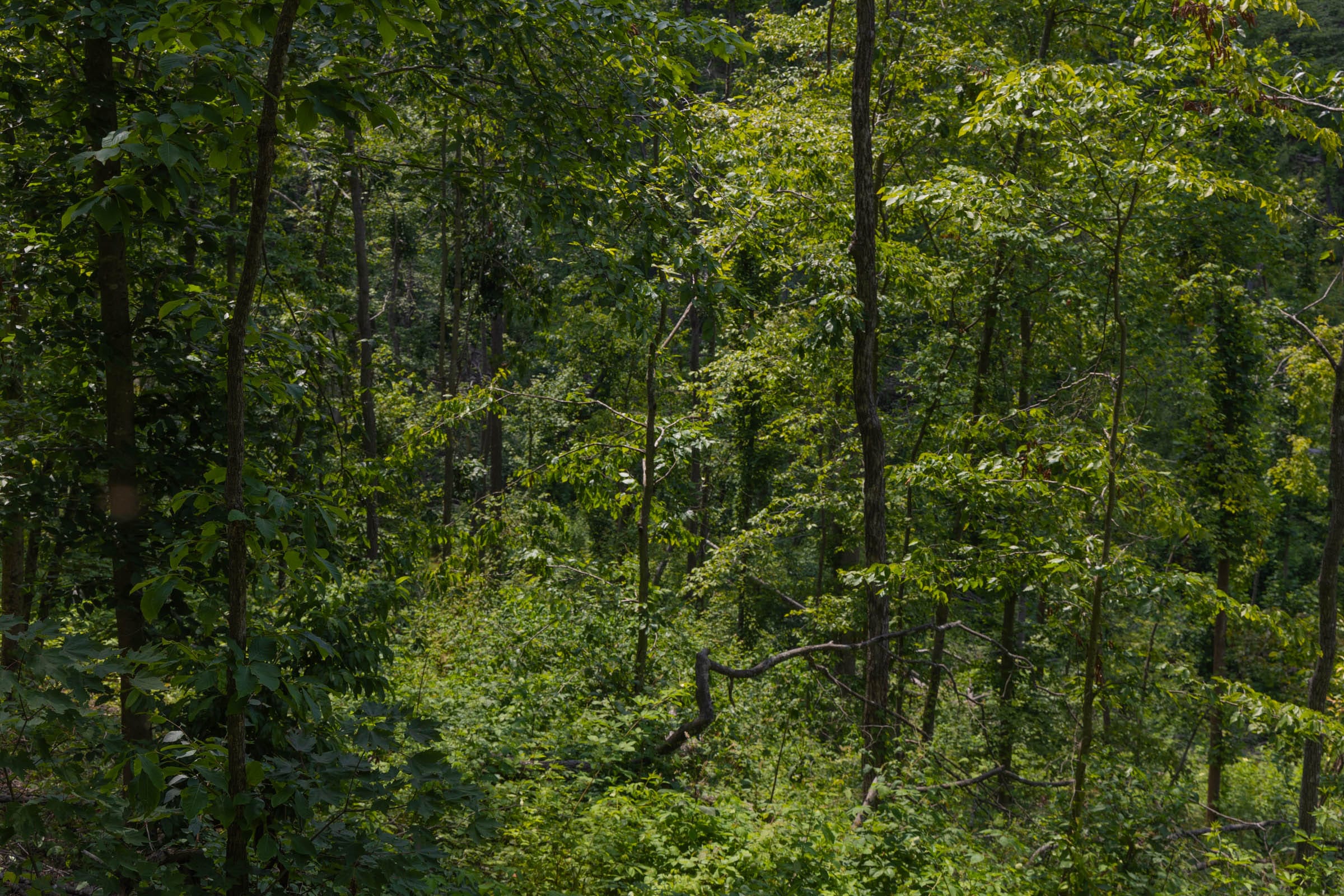 Creek Hollow Phase II Tract 69 photo 9