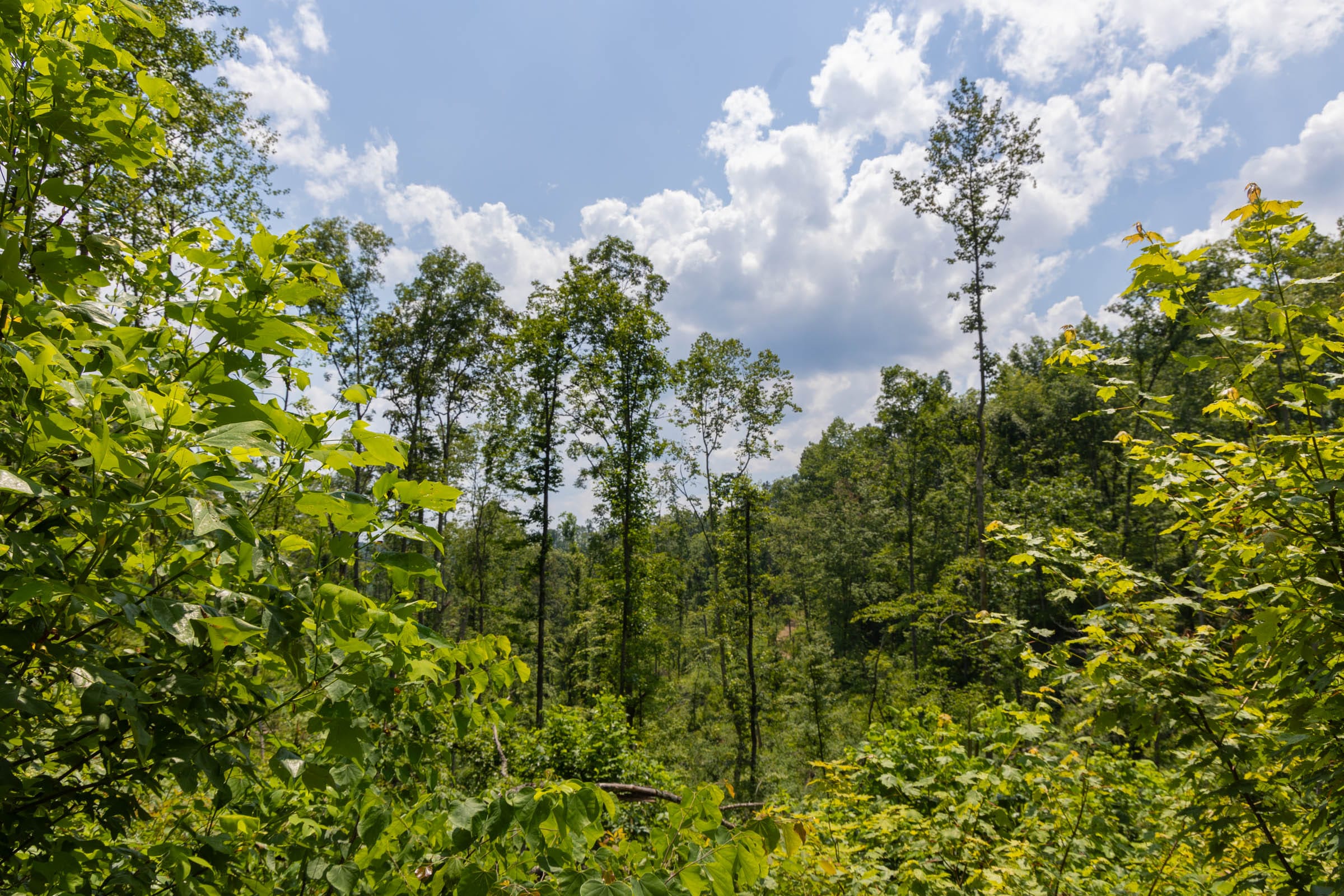 Creek Hollow Phase II Tract 69 photo 11