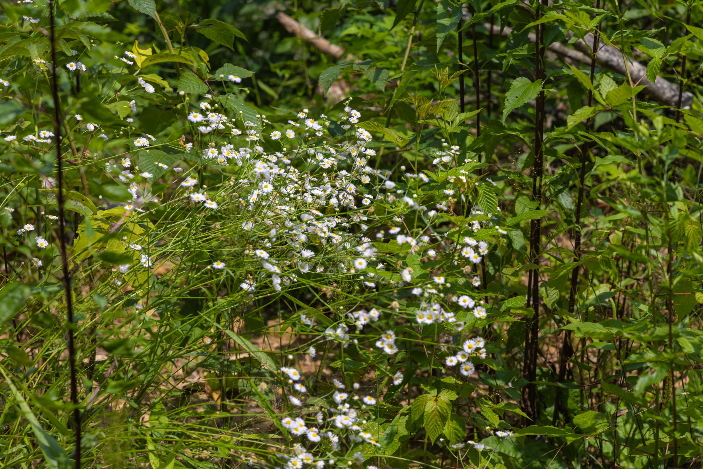 Creek Hollow Phase II Tract 69 photo 10