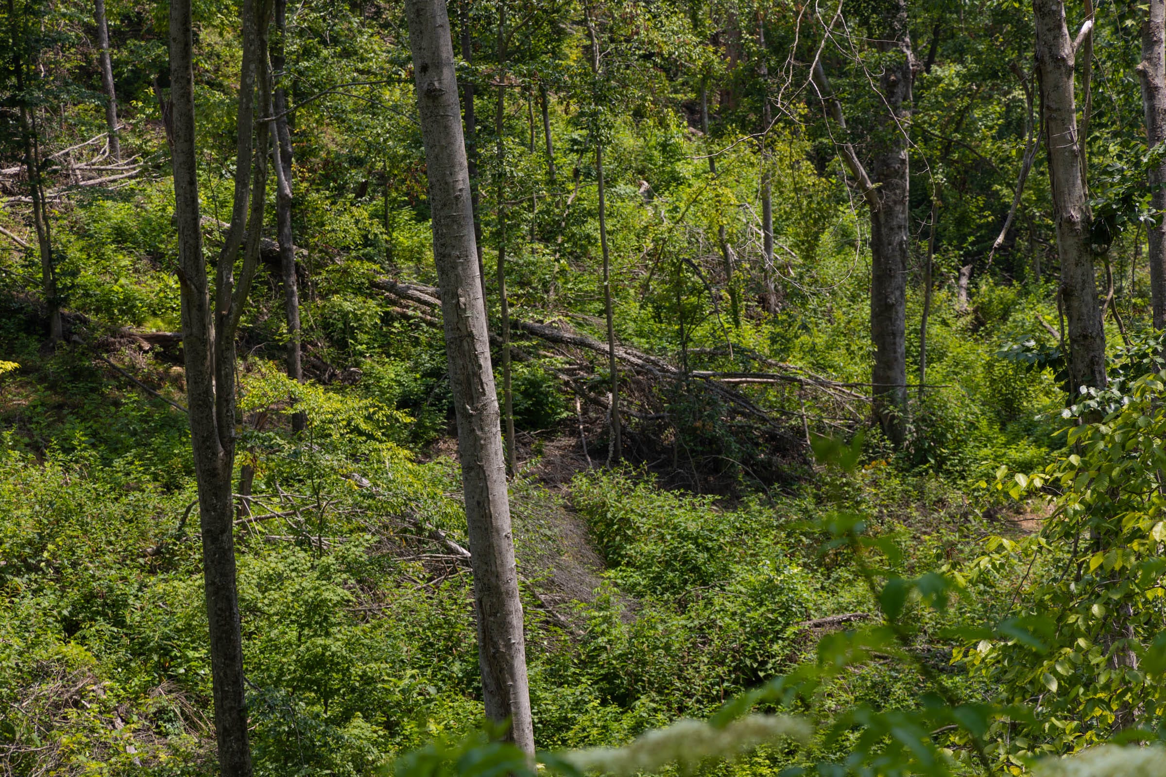 Creek Hollow Phase II Tract 69 photo 4