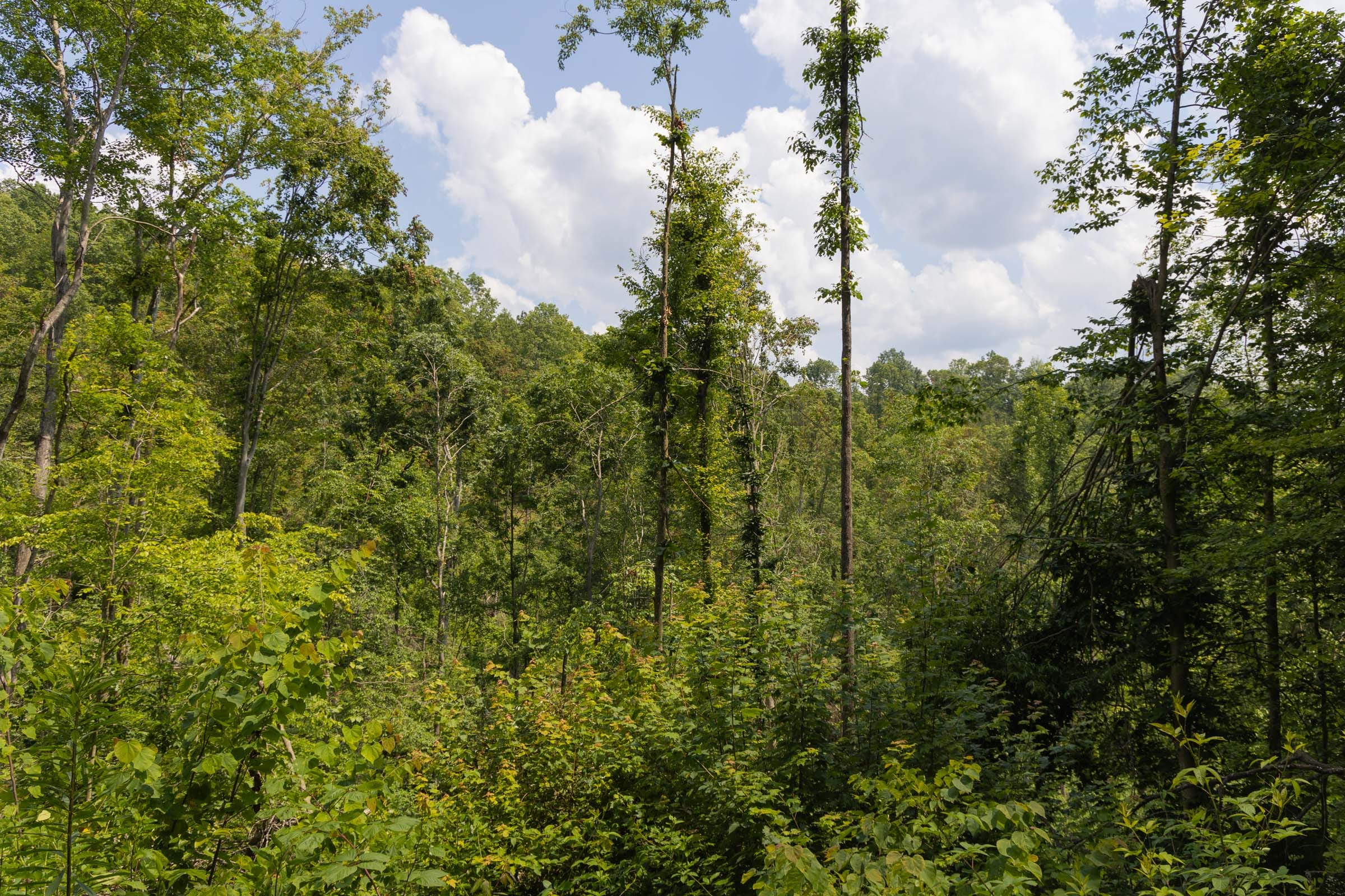 Creek Hollow Phase II Tract 69 photo 3
