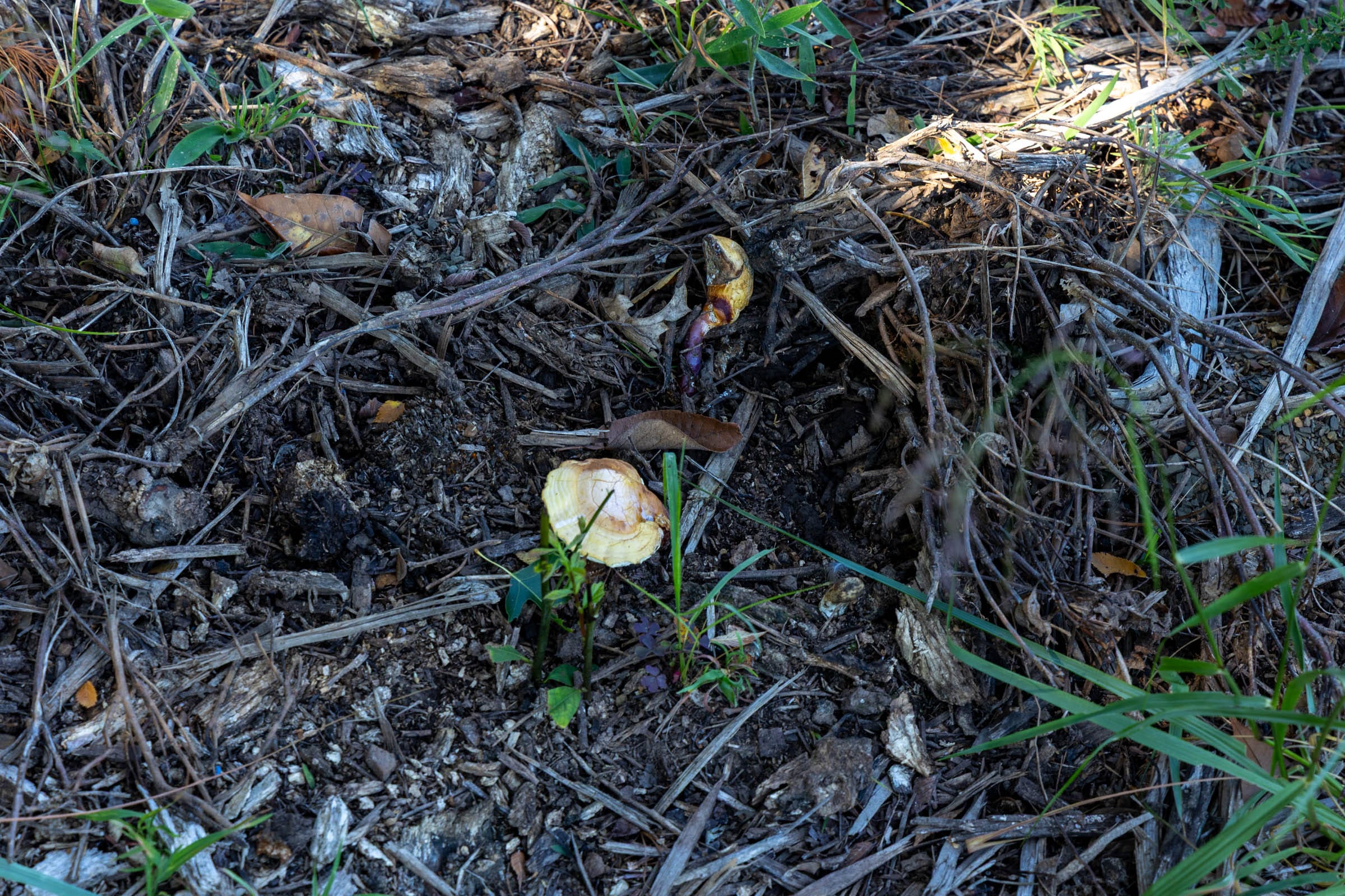 Reserves At Cattail Cove Phase II Tract 60 photo 9
