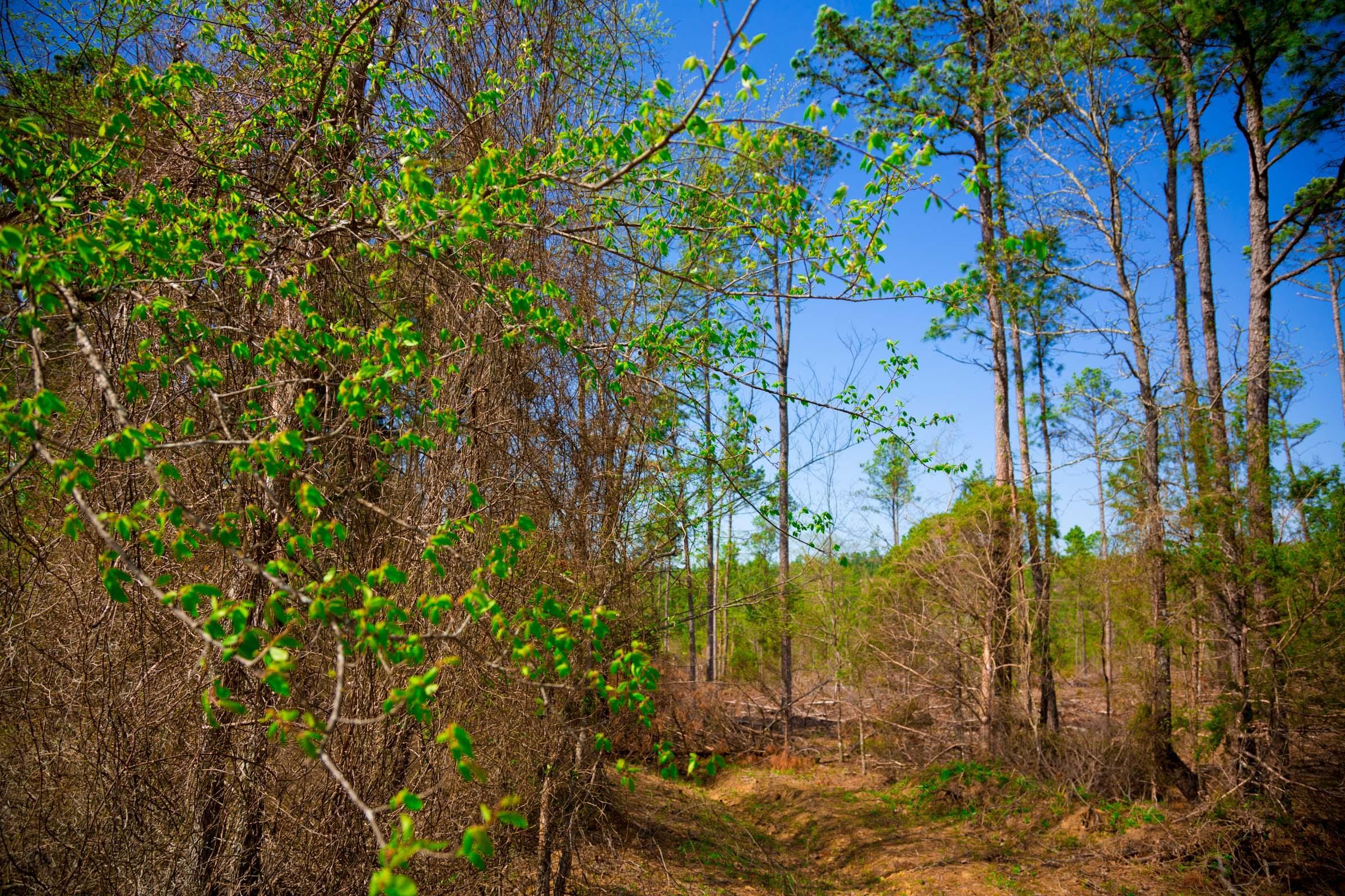 Stone Creek Phase II Tract 254 photo 12