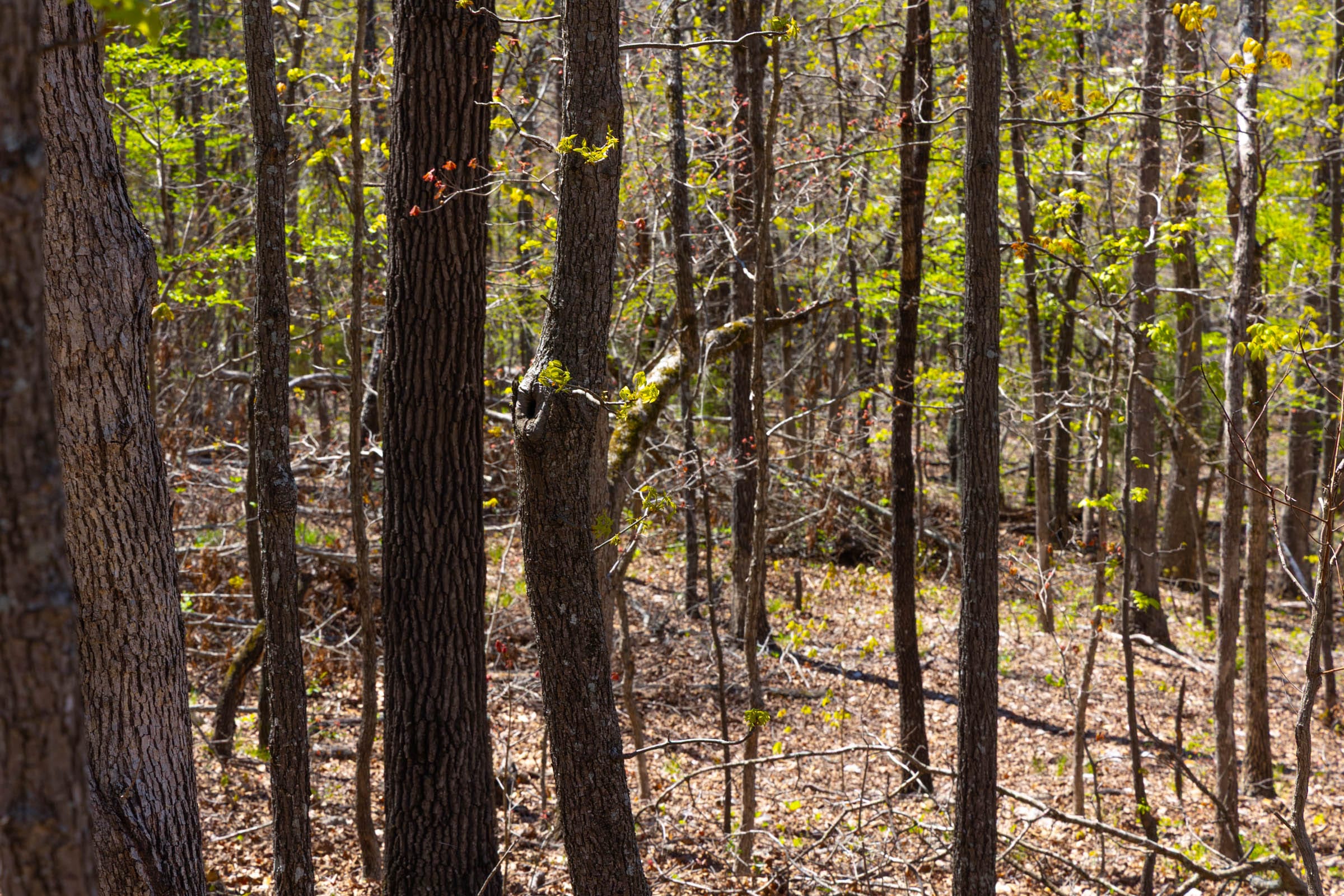 Lazybrook Tract 3 photo 6