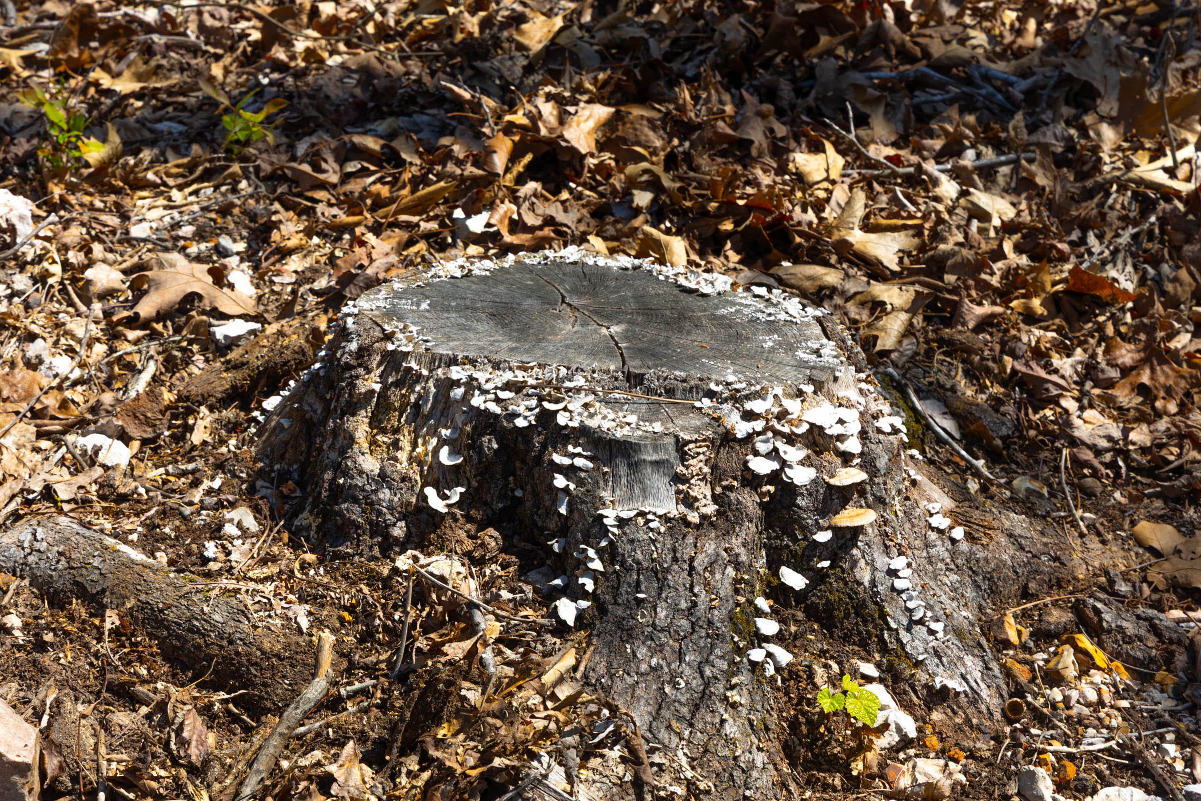 Lazybrook Tract 3 photo 11