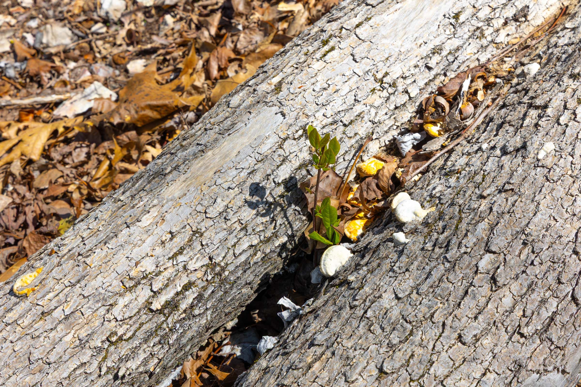Lazybrook Tract 3 photo 9