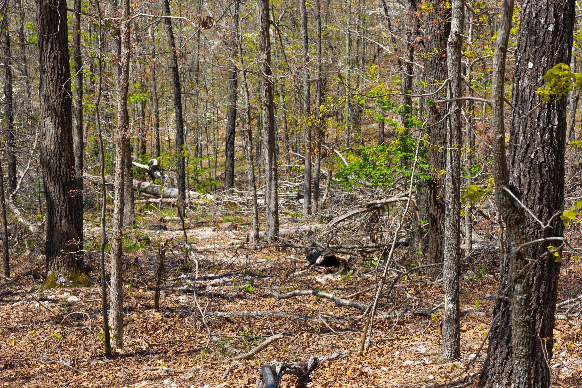 Lazybrook Tract 3 photo 7