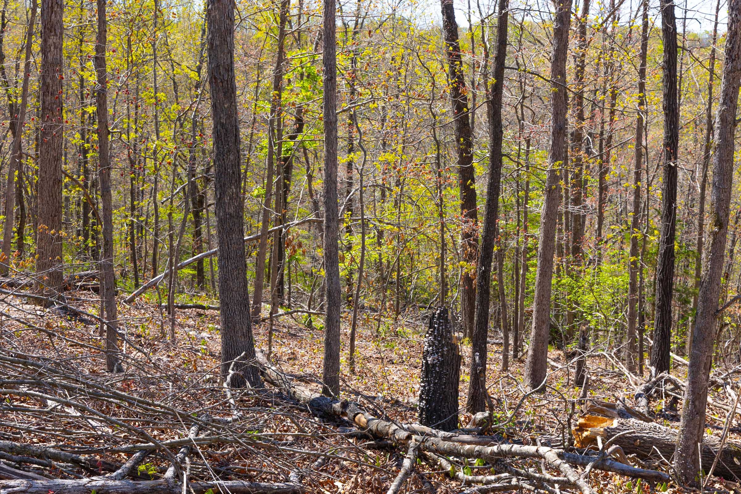 Lazybrook Tract 3 photo 10