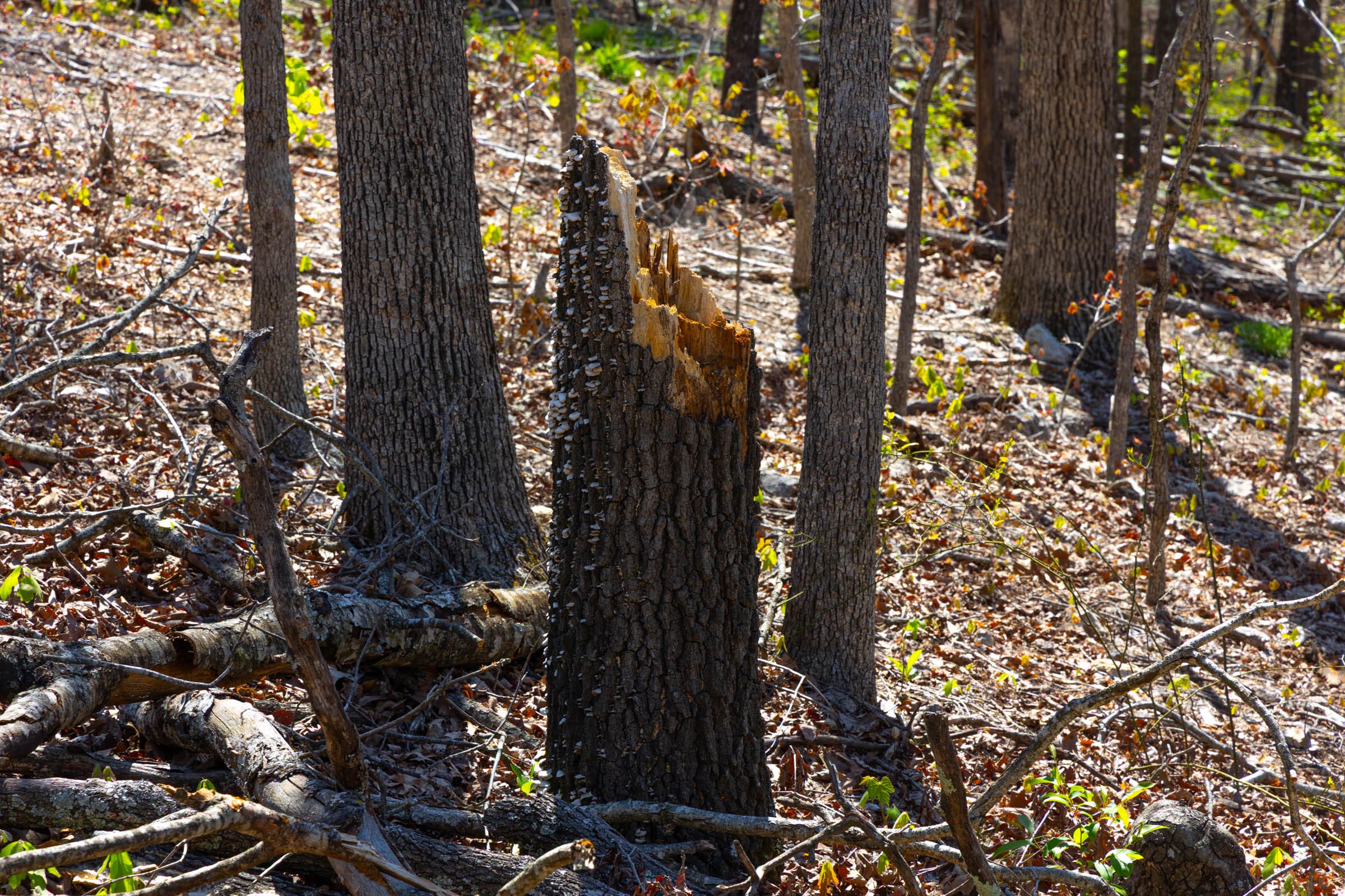 Lazybrook Tract 3 photo 5