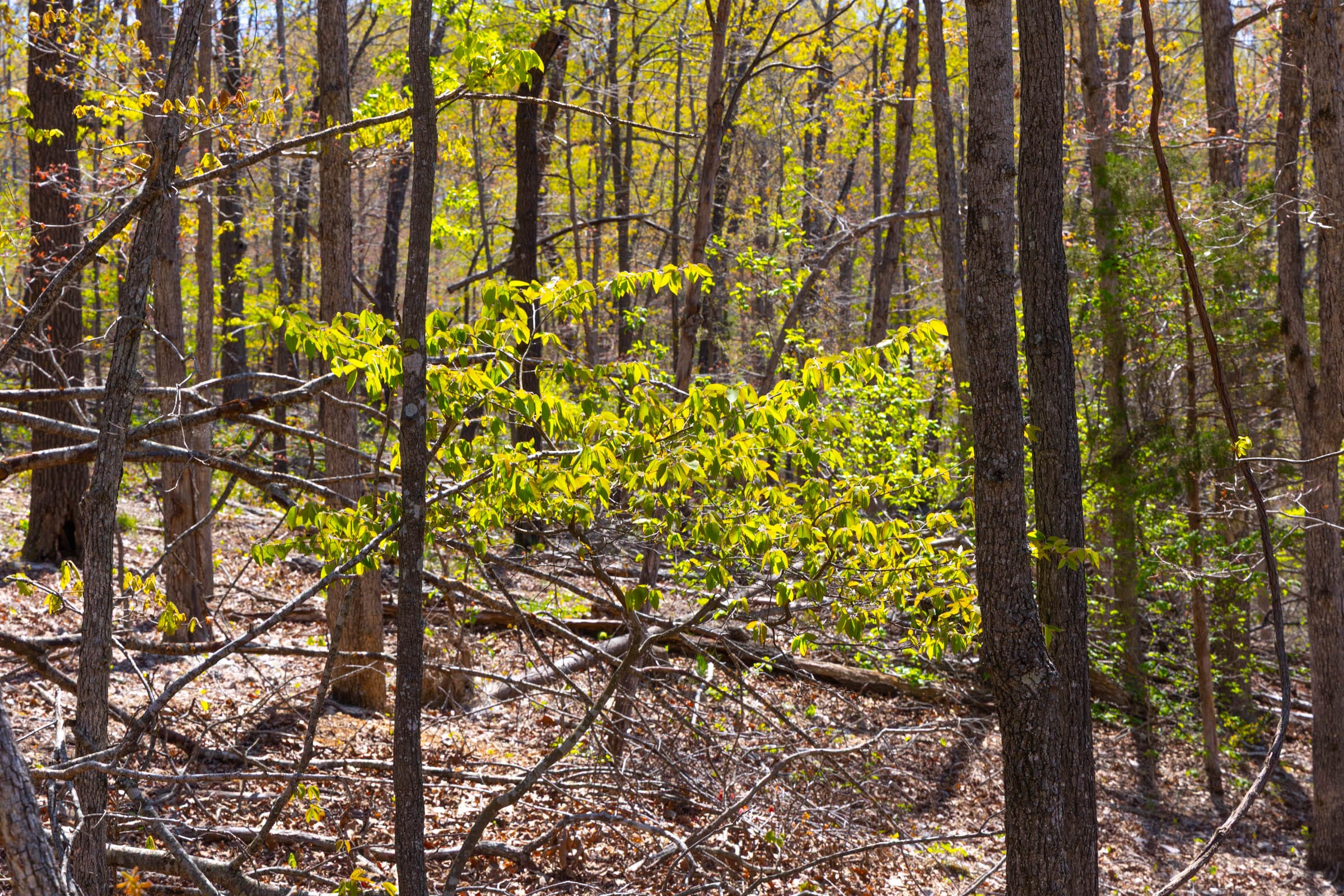 Lazybrook Tract 3 photo 8