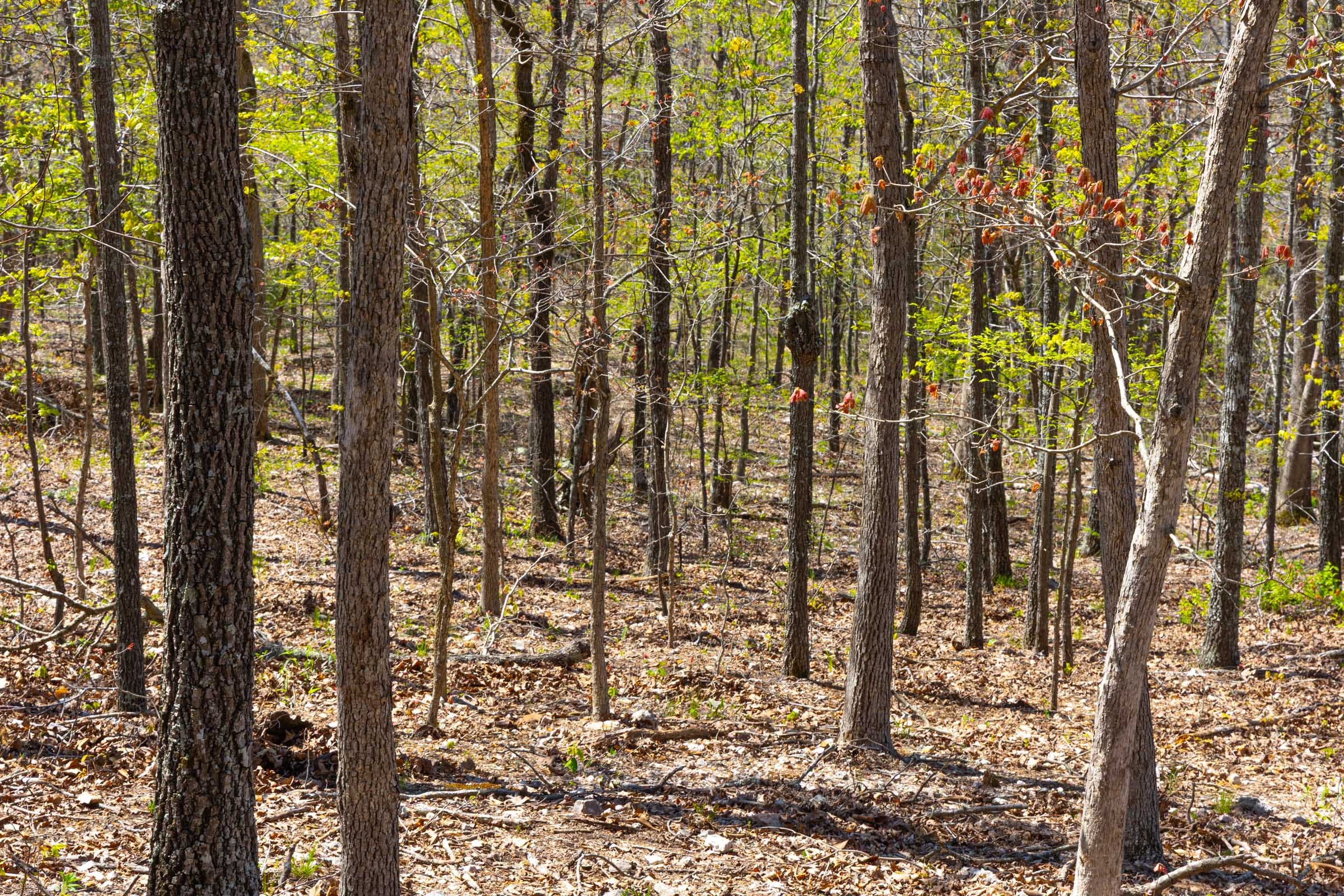 Lazybrook Tract 3 photo 3