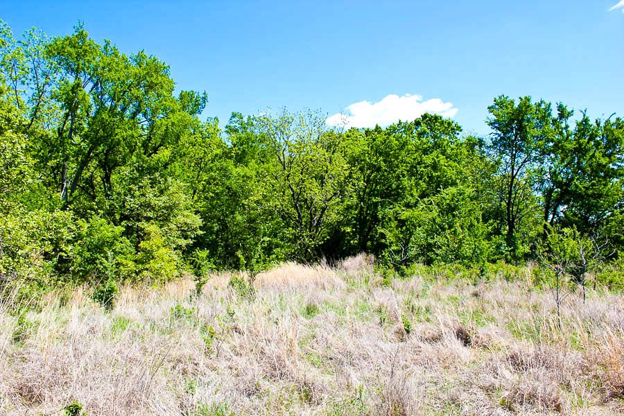 Saddlebrook Ranch Tract 39 photo 5