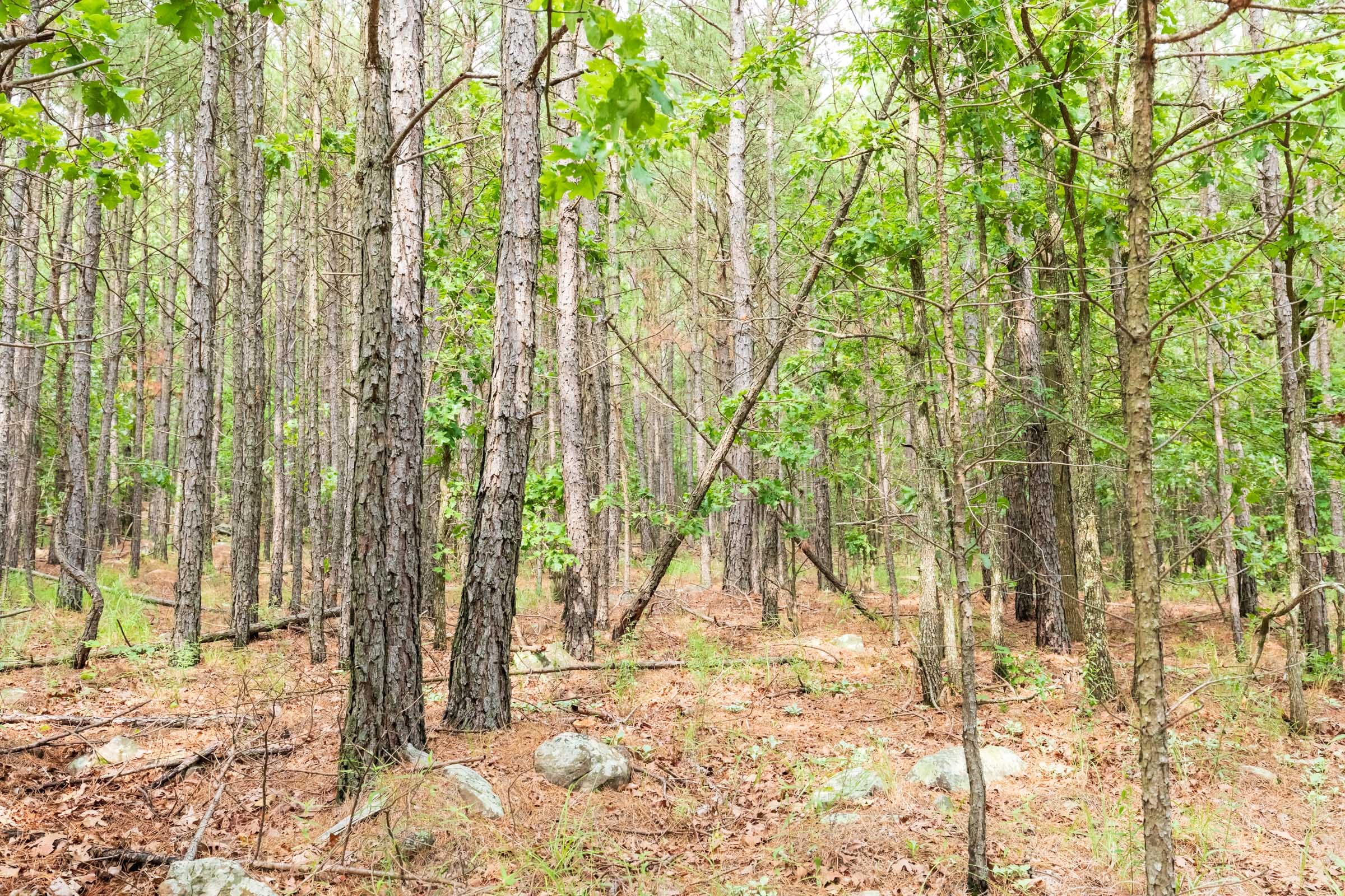 Stone Bridge Phase VI Tract 438 photo 5