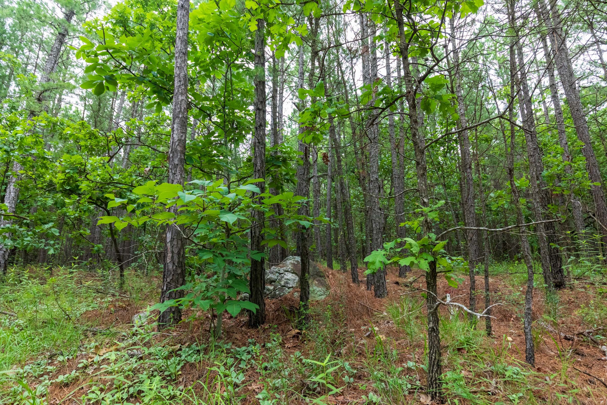 Stone Bridge Phase VI Tract 438 photo 4
