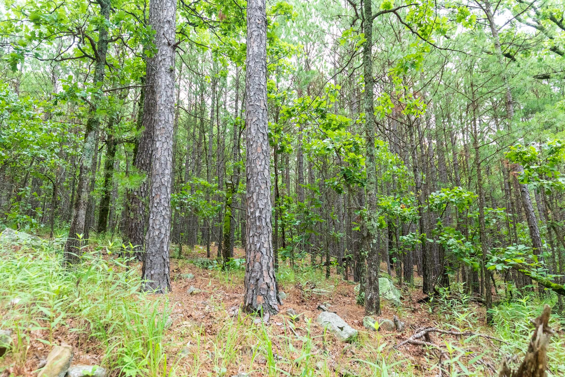 Stone Bridge Phase VI Tract 438 photo 8