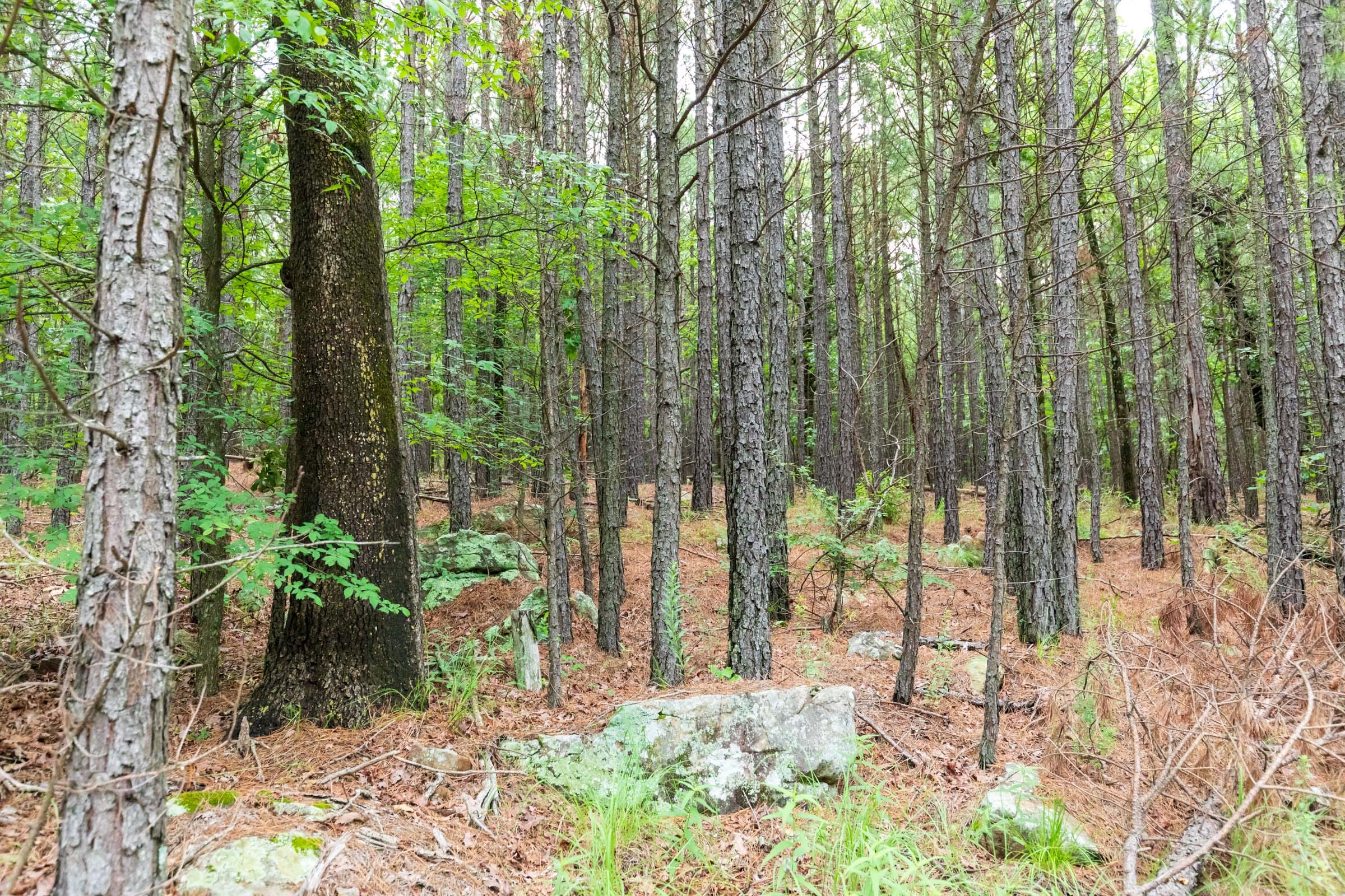 Stone Bridge Phase VI Tract 438 photo 11