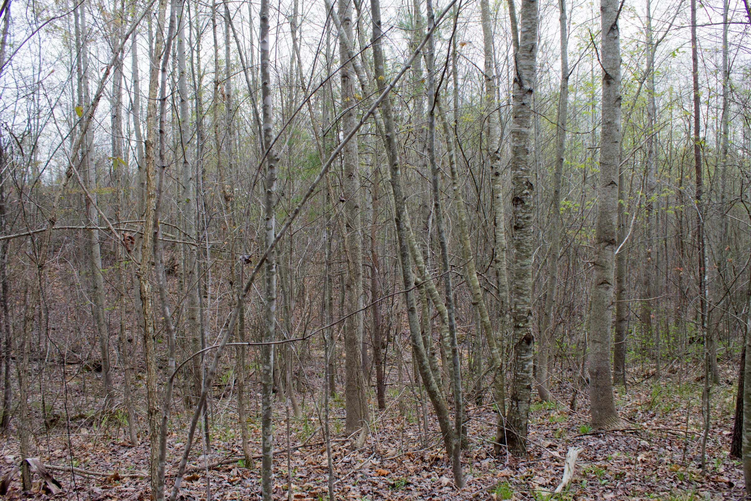 Hidden Hills Tract 42 photo 3
