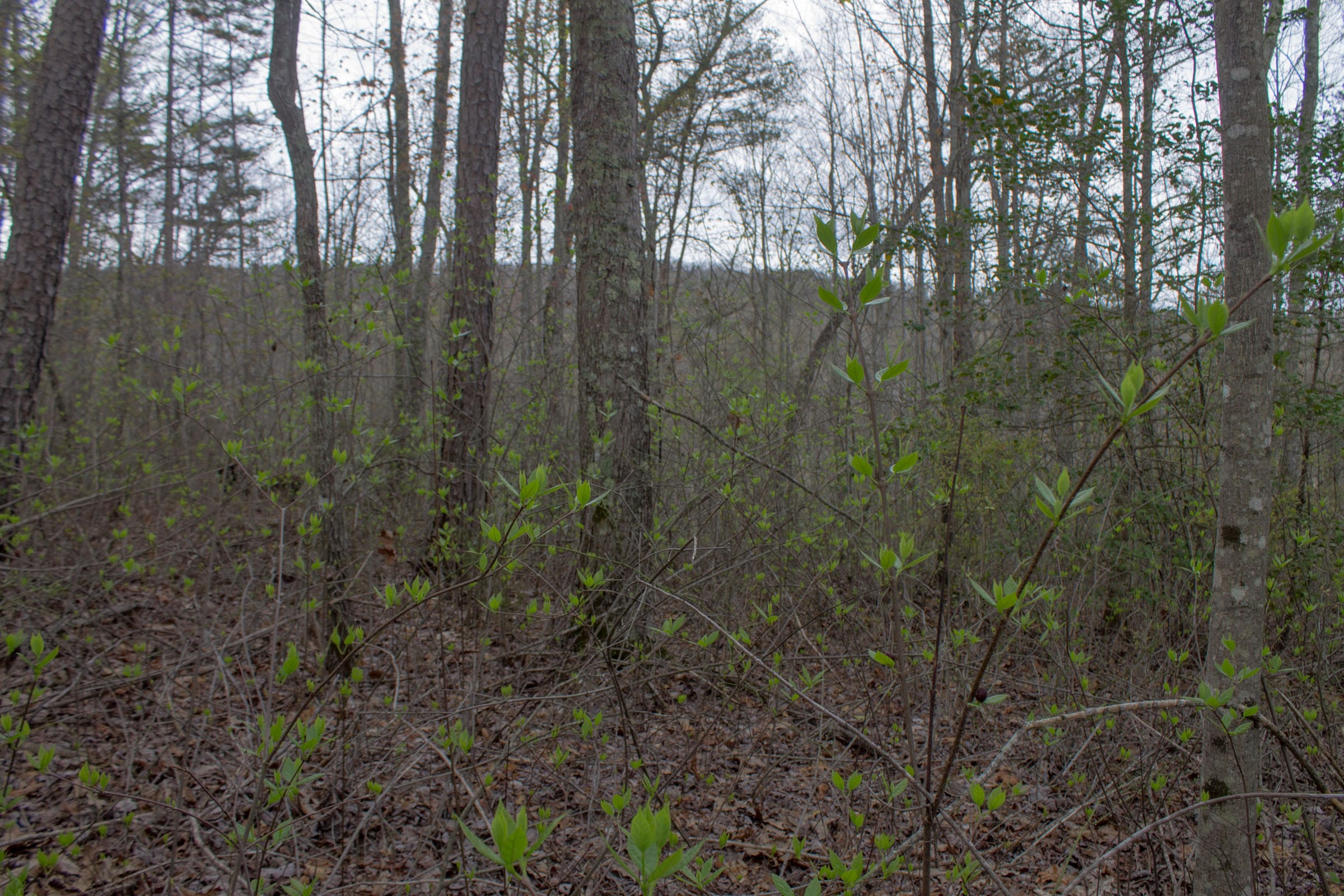 Hidden Hills Tract 23 photo 3