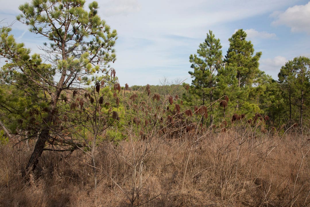 Stone Creek Phase III Tract 71 photo 10