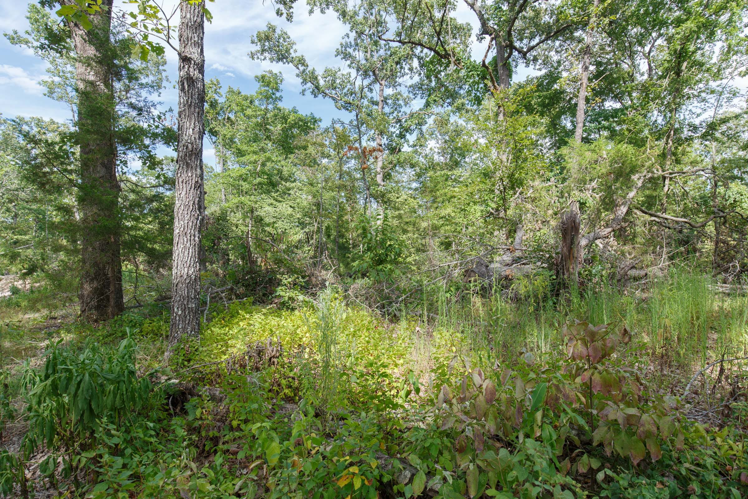 Wildwood Tract 24 photo 8