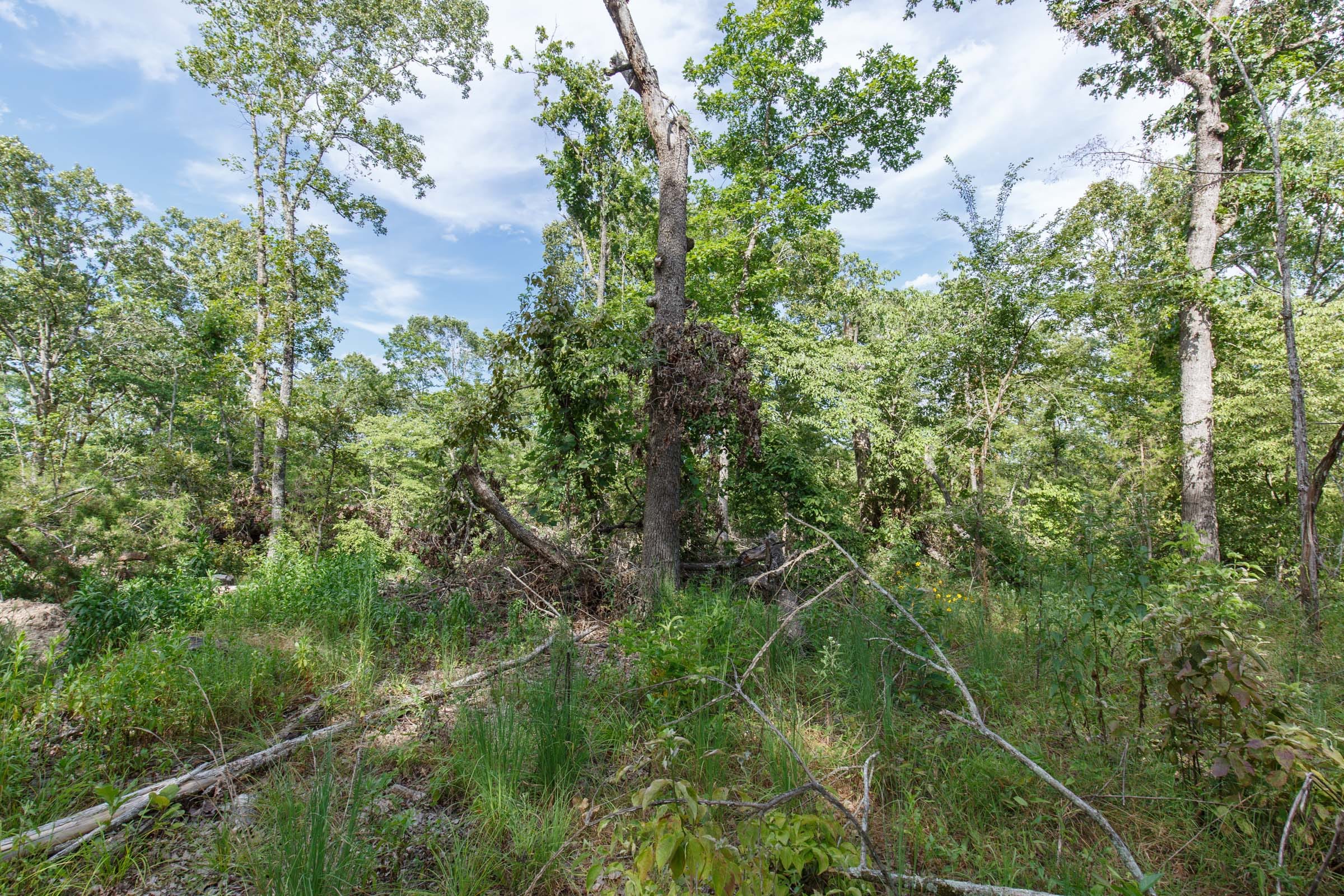 Wildwood Tract 24 photo 9