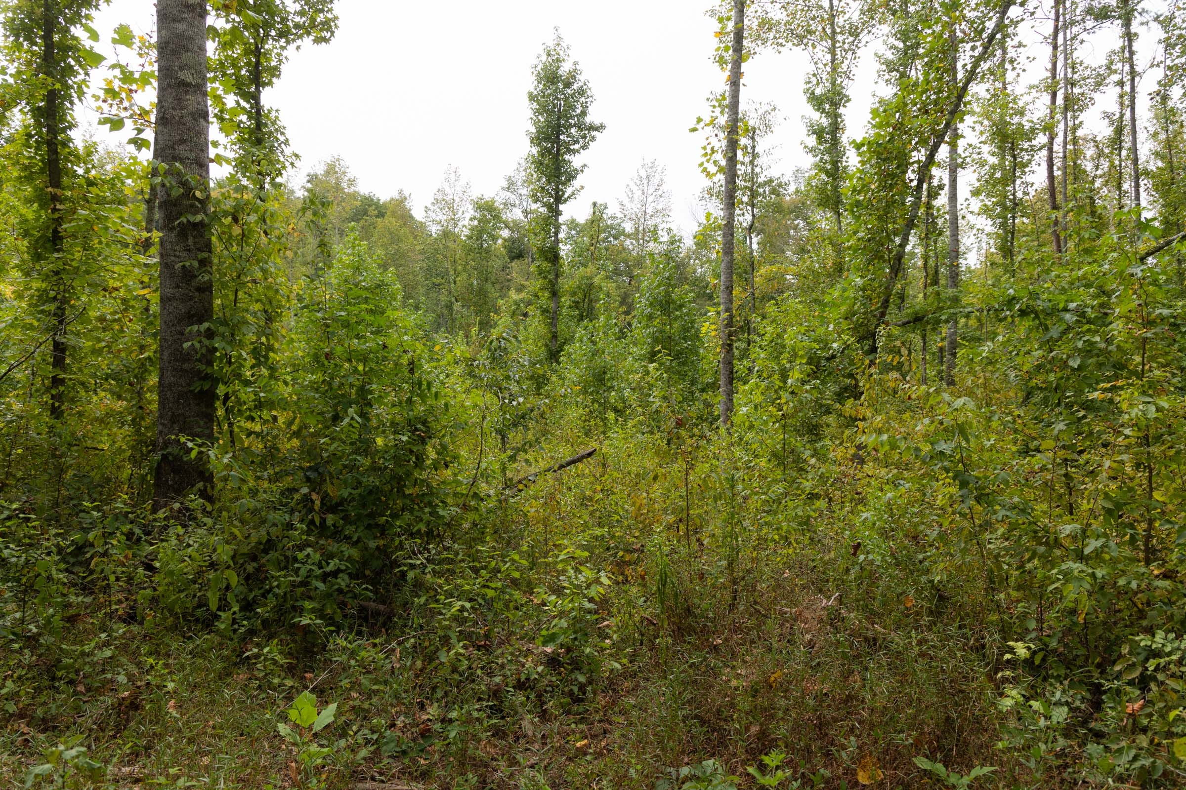 Big White Oak Tract 94 photo 12