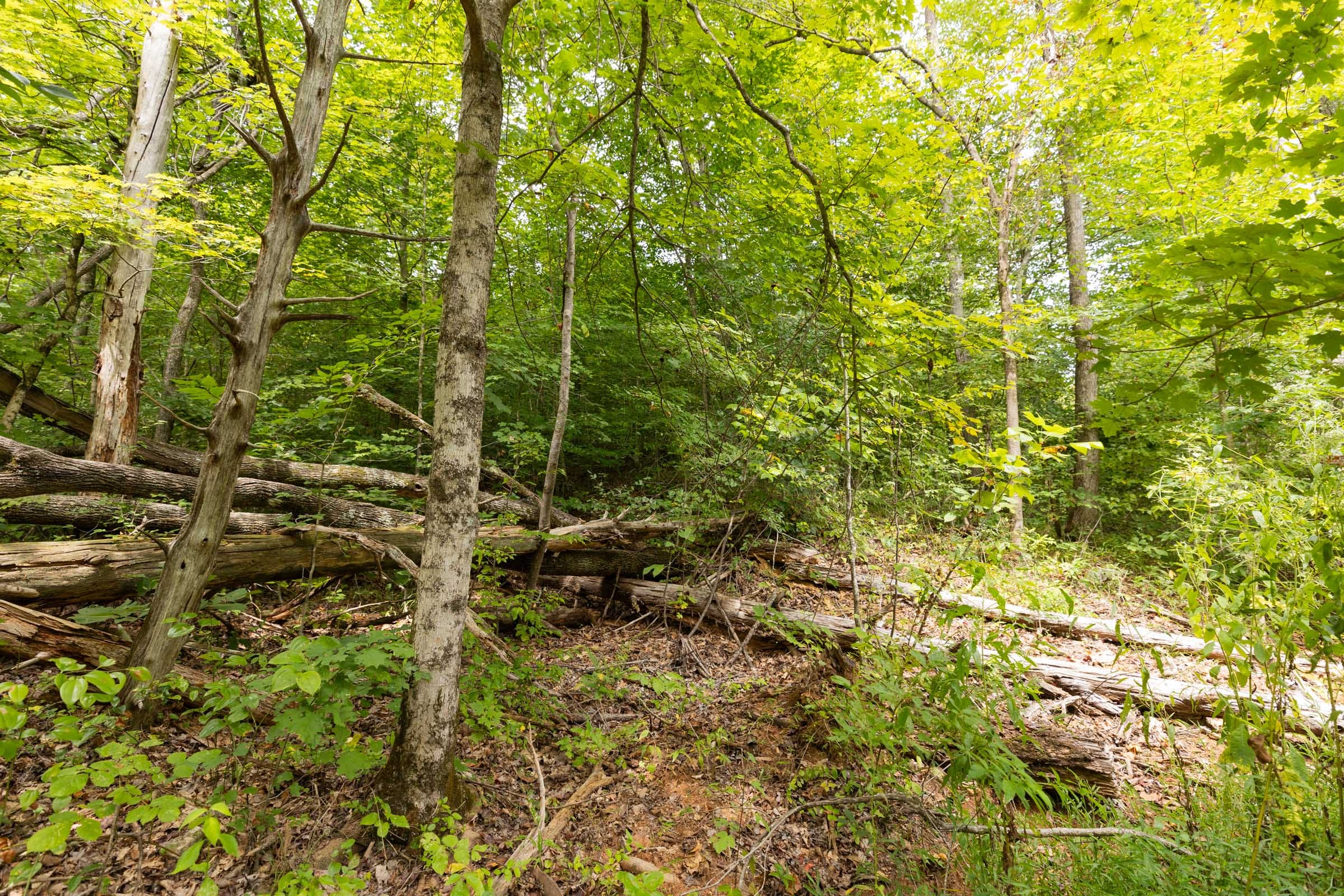 Big White Oak Tract 94 photo 11