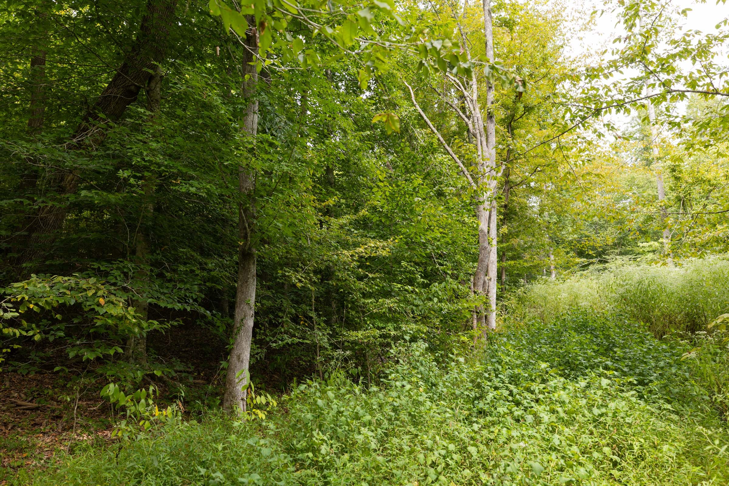 Big White Oak Tract 94 photo 10