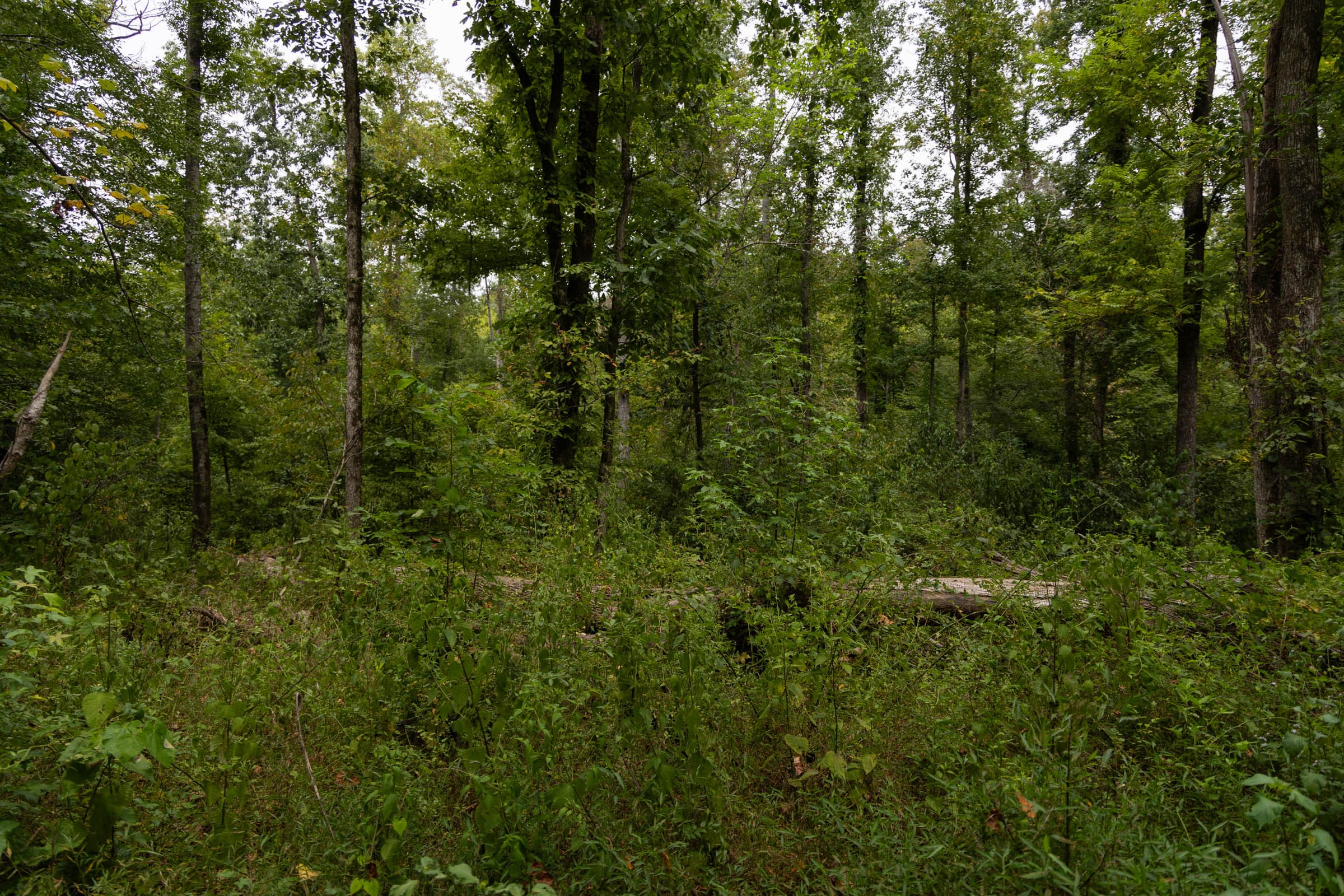 Big White Oak Tract 94 photo 9