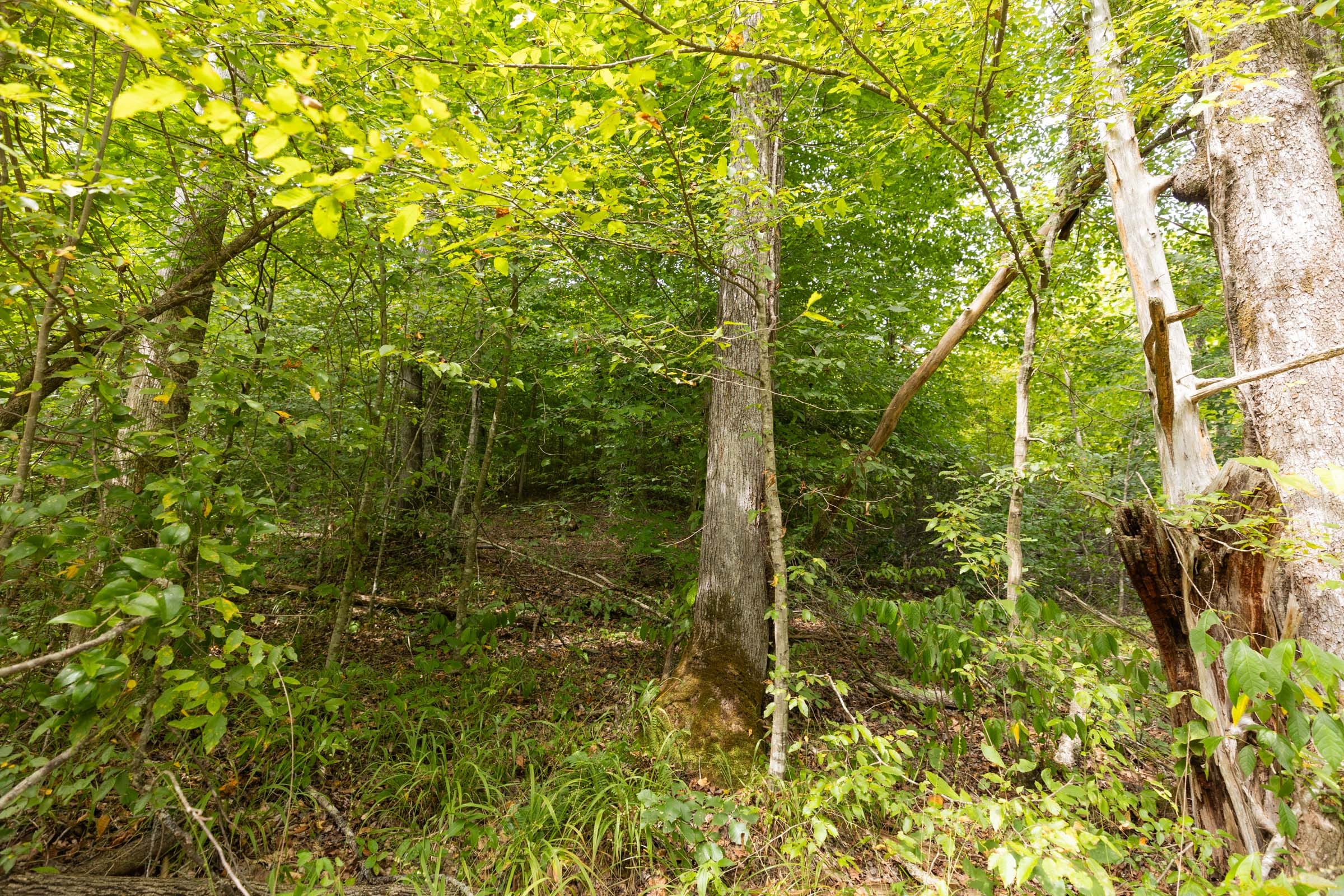 Big White Oak Tract 94 photo 8