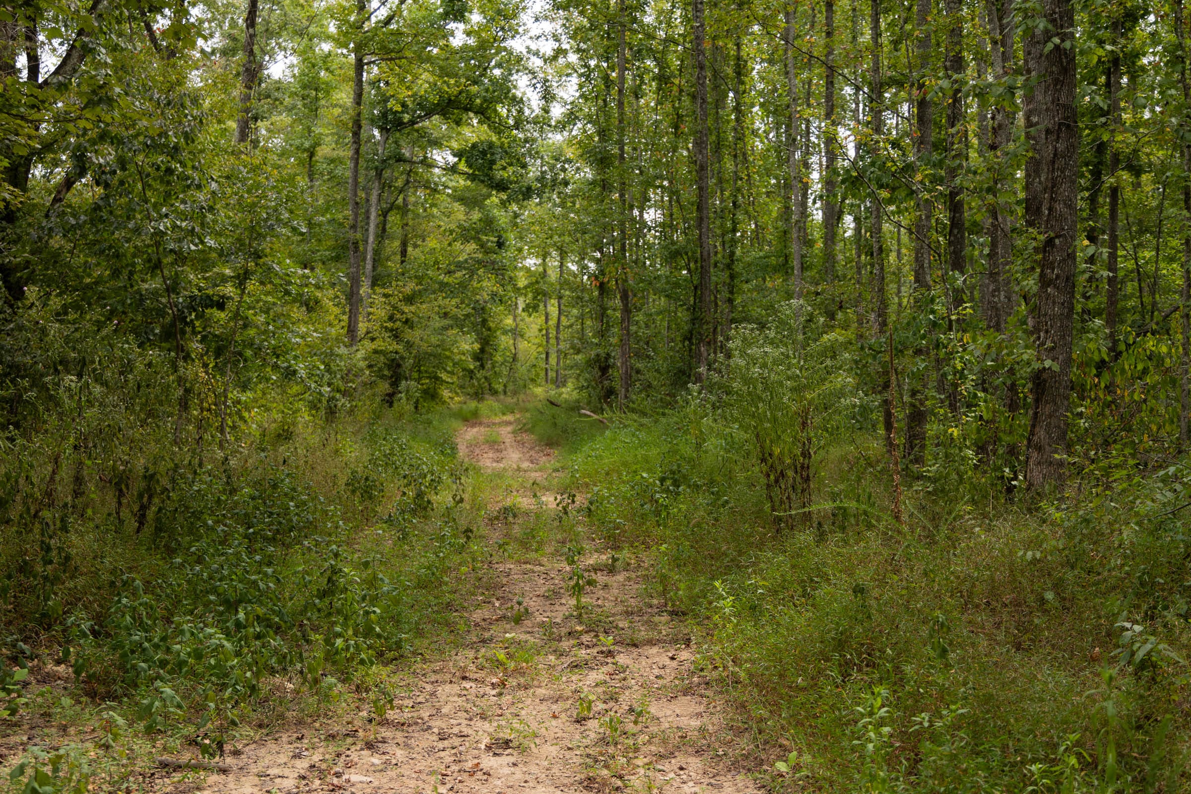 Big White Oak Tract 94 photo 6