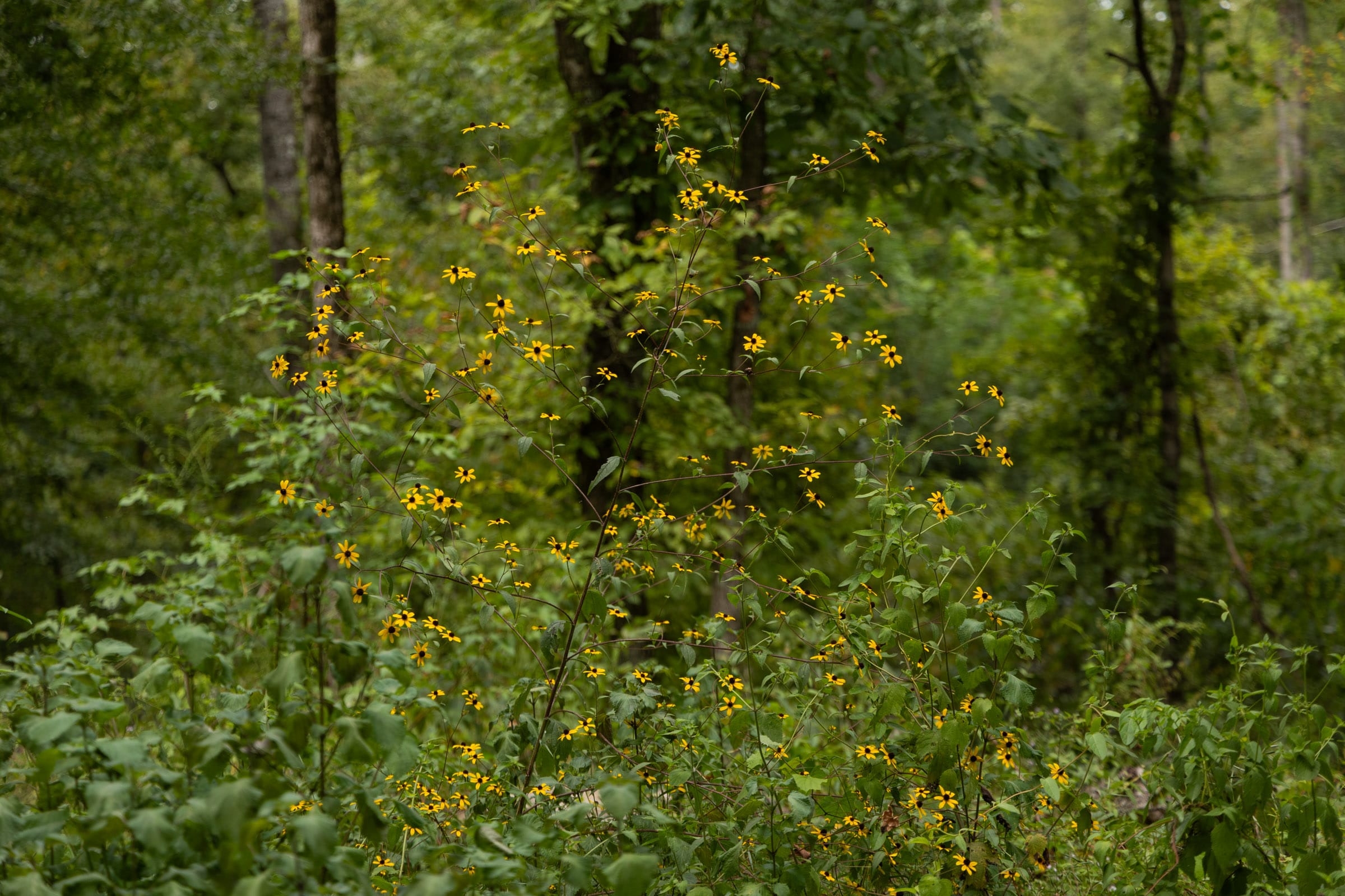Big White Oak Tract 94 photo 5