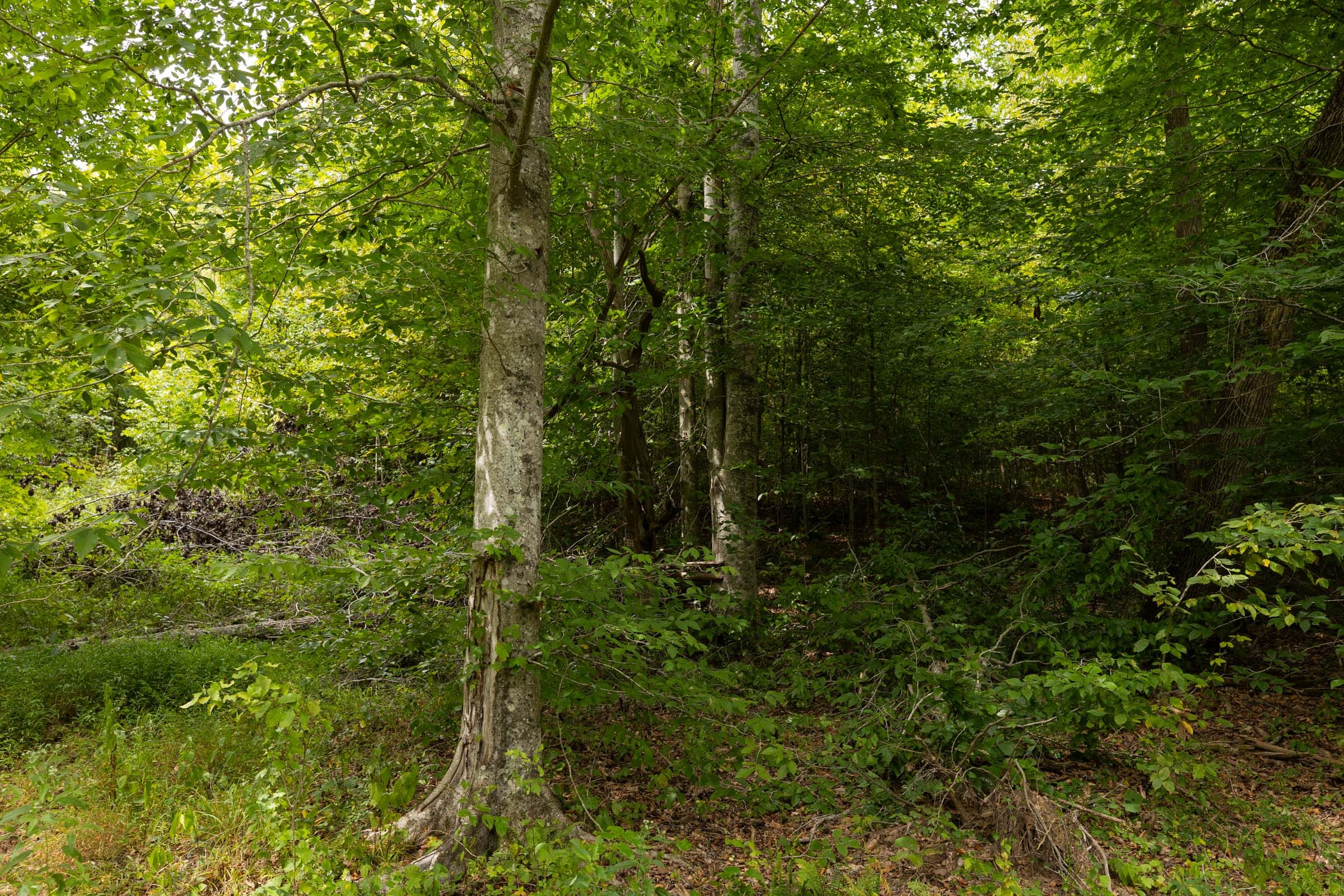 Big White Oak Tract 94 photo 4