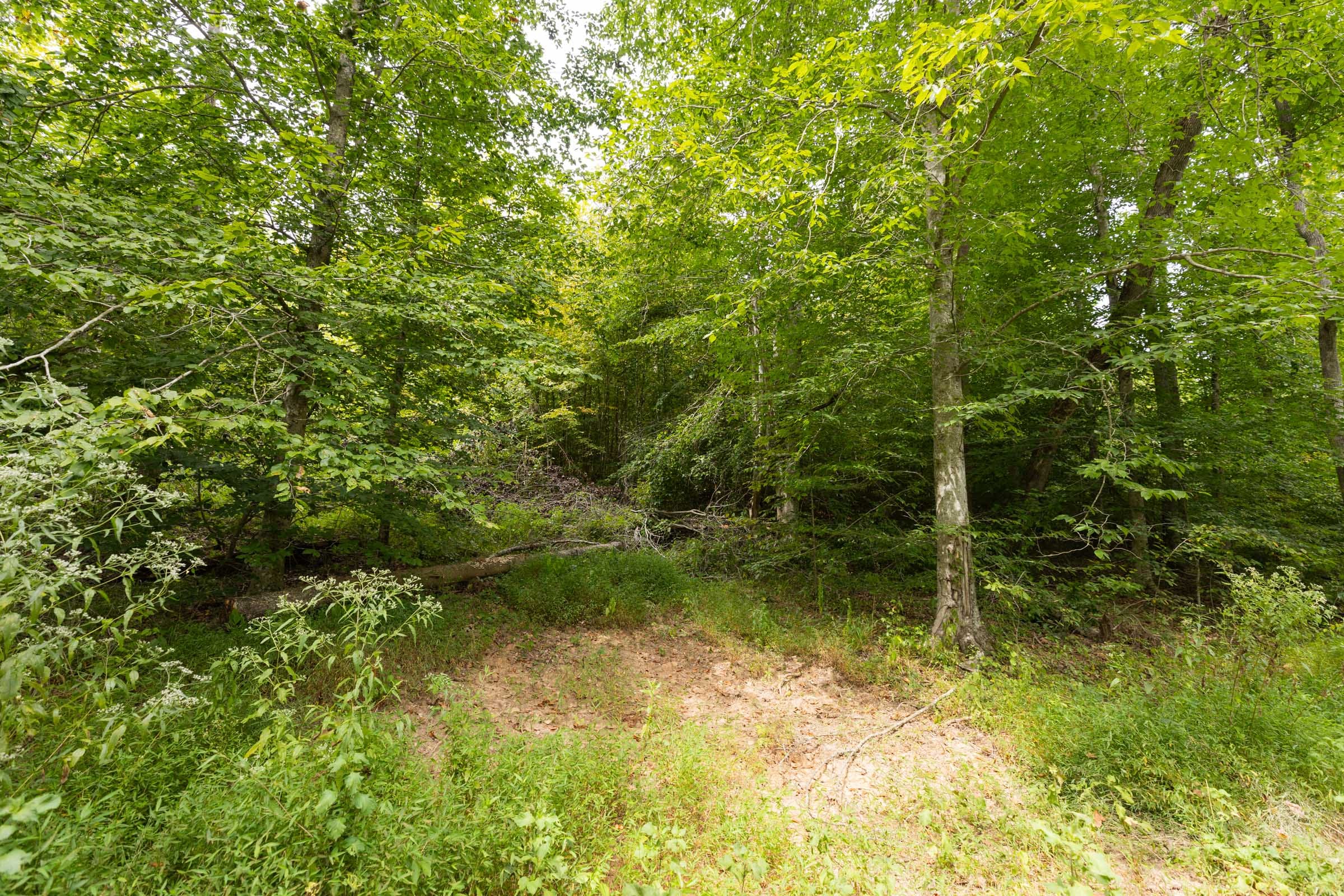Big White Oak Tract 94 photo 3
