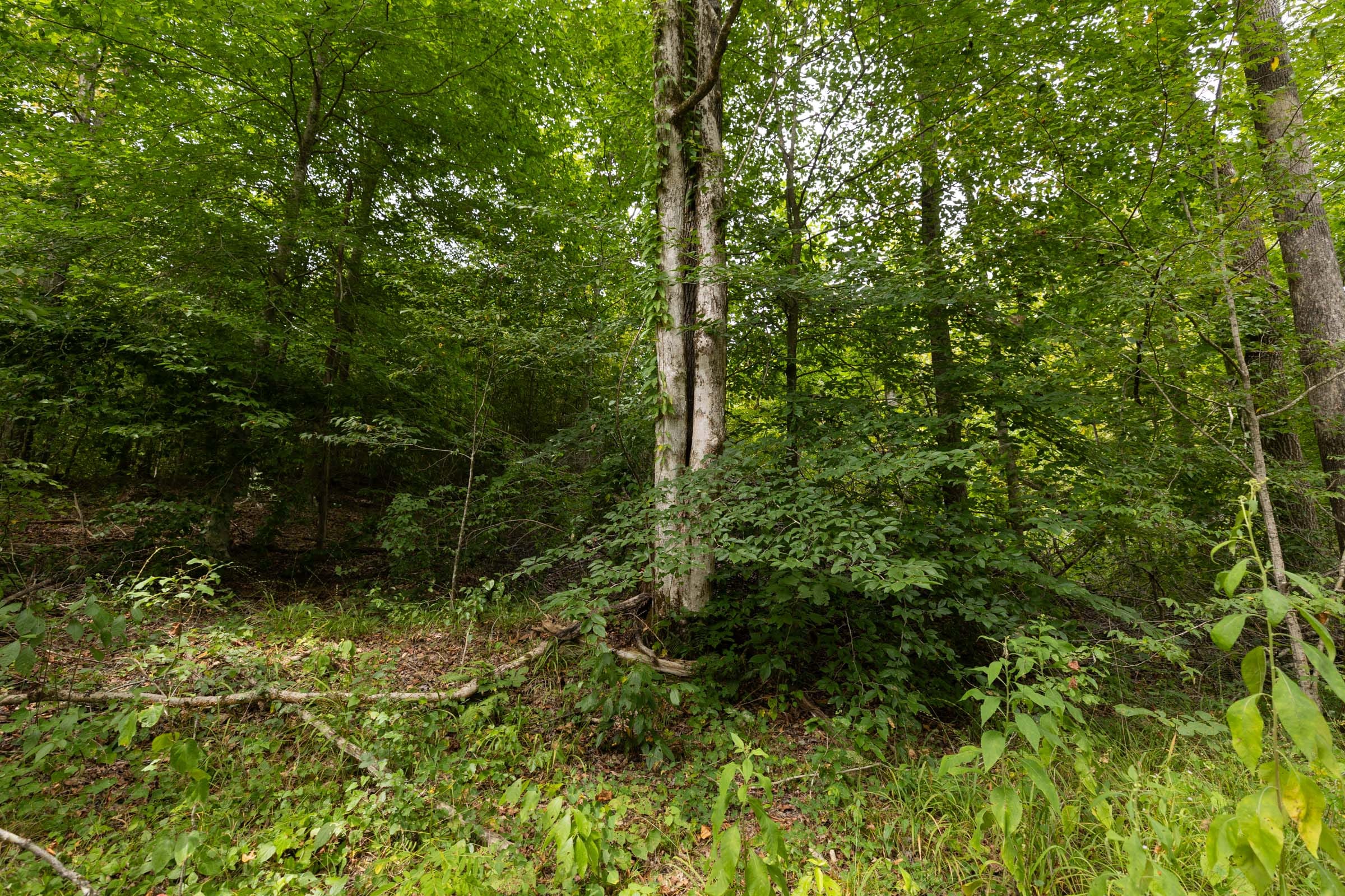 Big White Oak Tract 94 photo 2