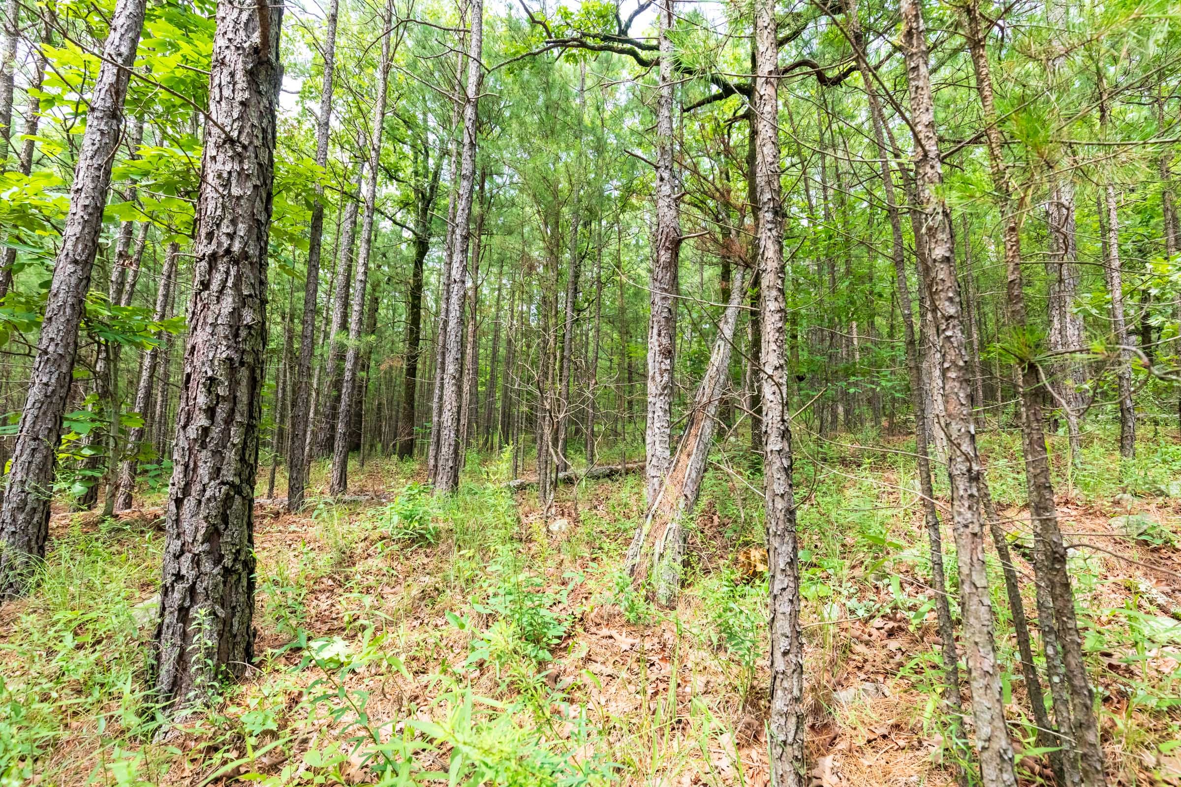 Stone Bridge Phase VI Tract 430 photo 5