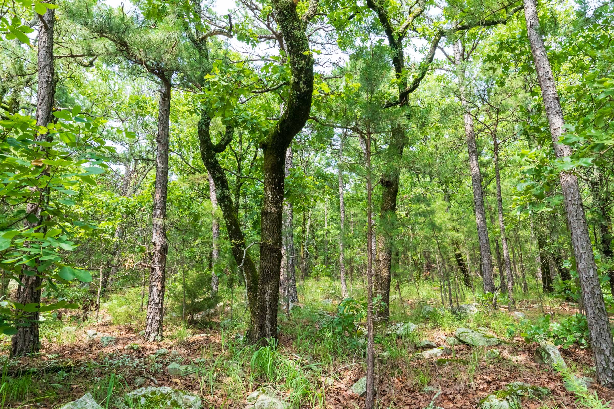 Stone Bridge Phase VI Tract 430 photo 16