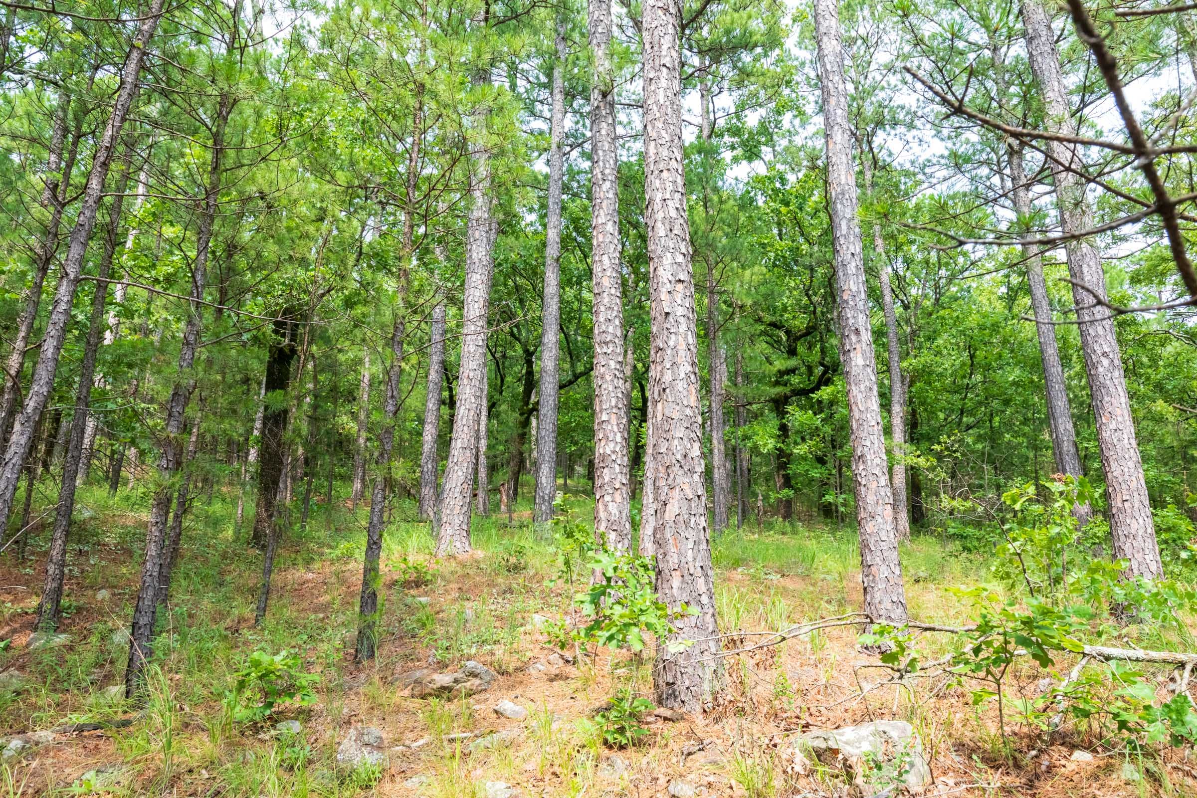 Stone Bridge Phase VI Tract 430 photo 19