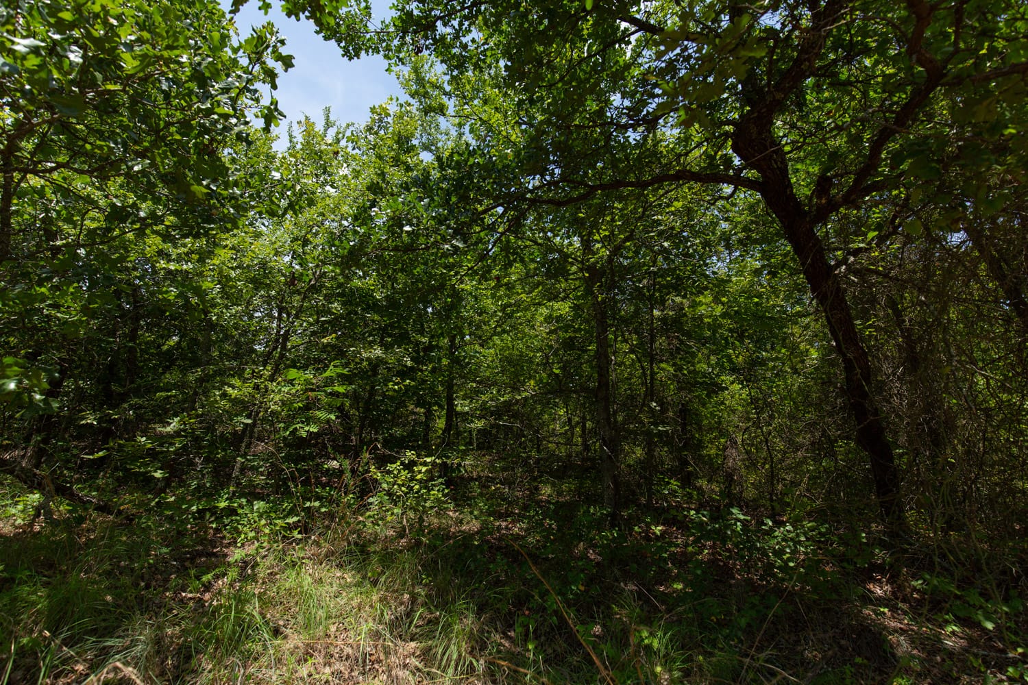 Timber Ridge Tract 49 photo 2