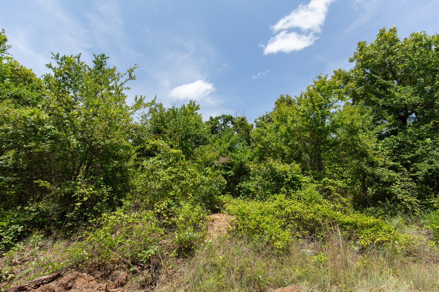 Timber Ridge Tract 49 photo 3