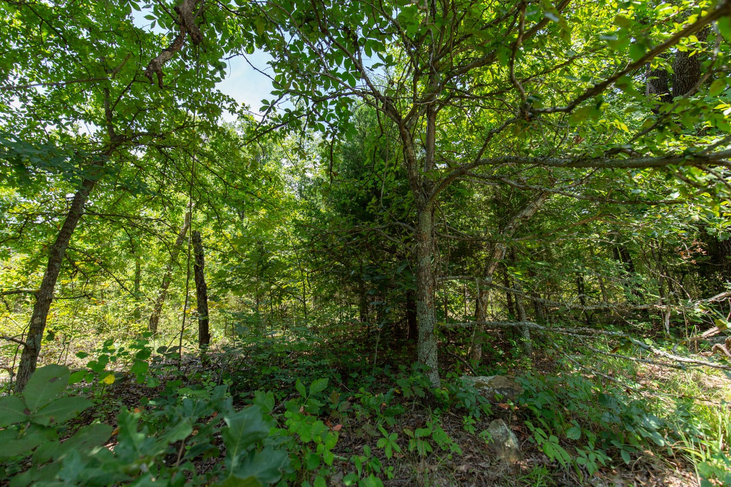 Timber Ridge Tract 49 photo 4