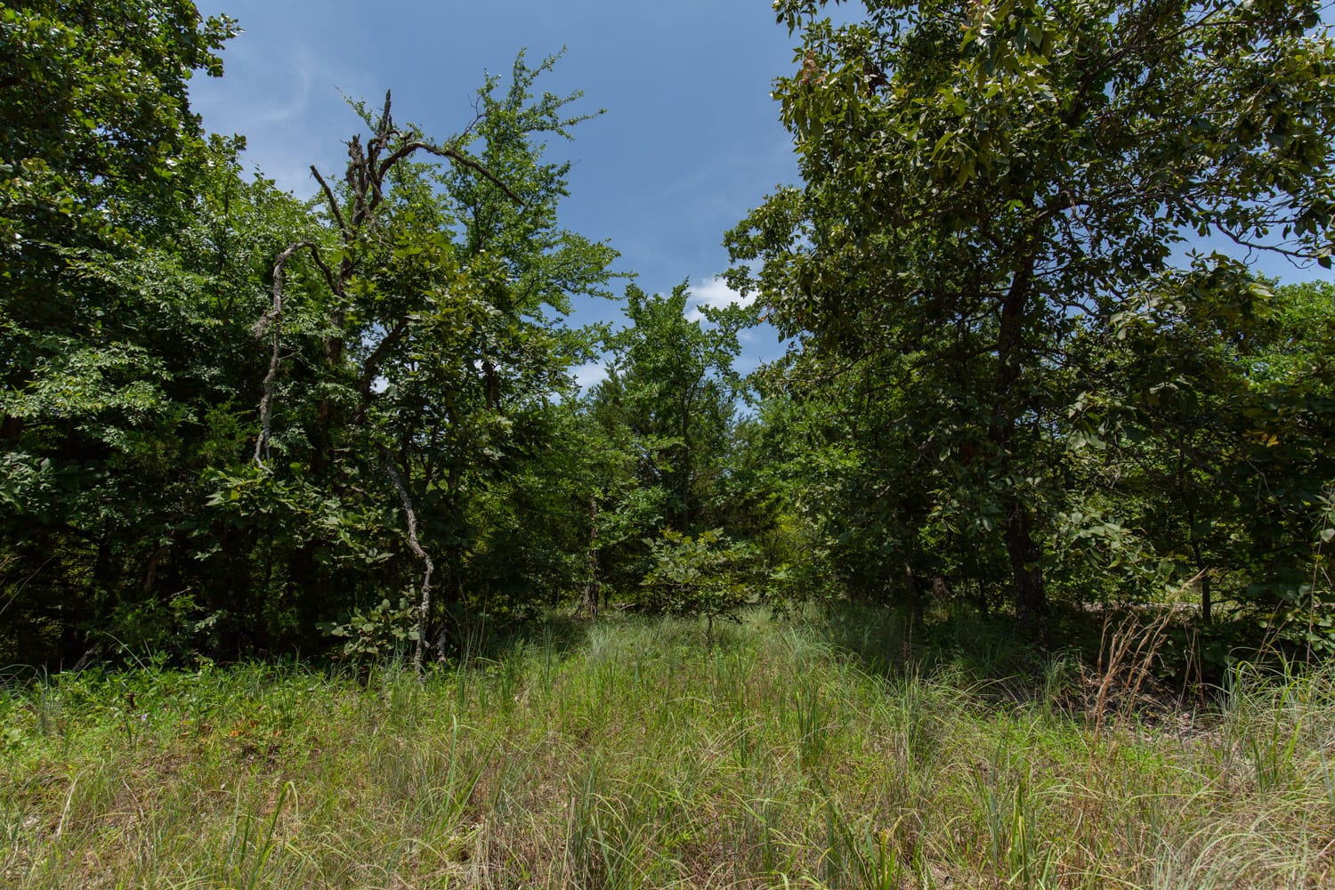 Timber Ridge Tract 49 photo 6