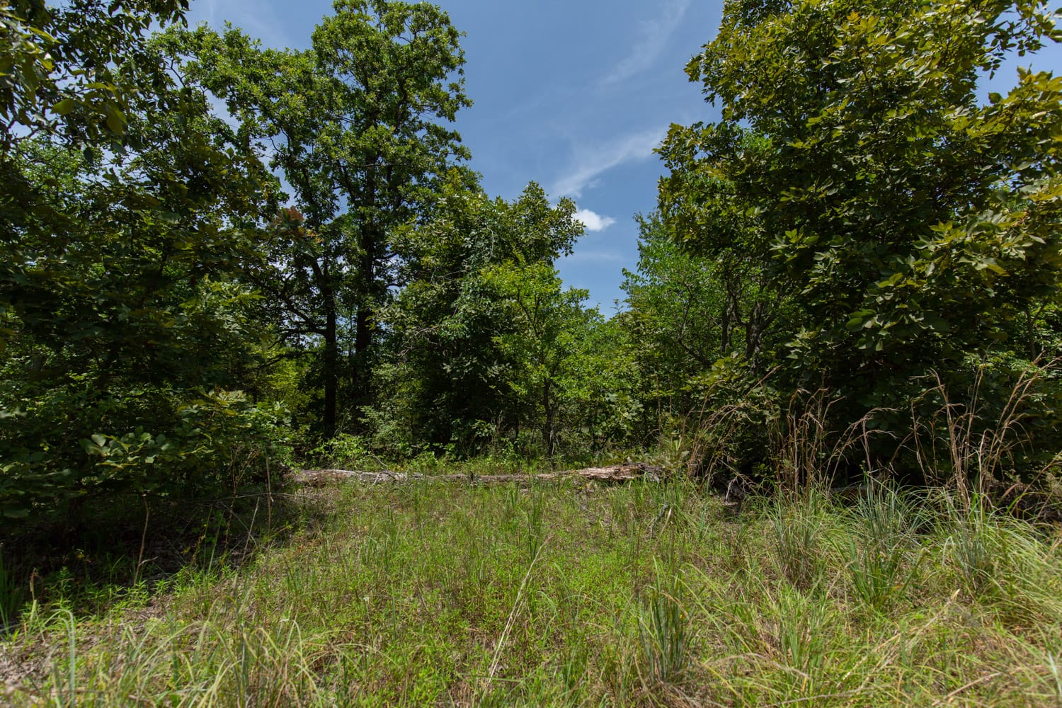 Timber Ridge Tract 49 photo 8