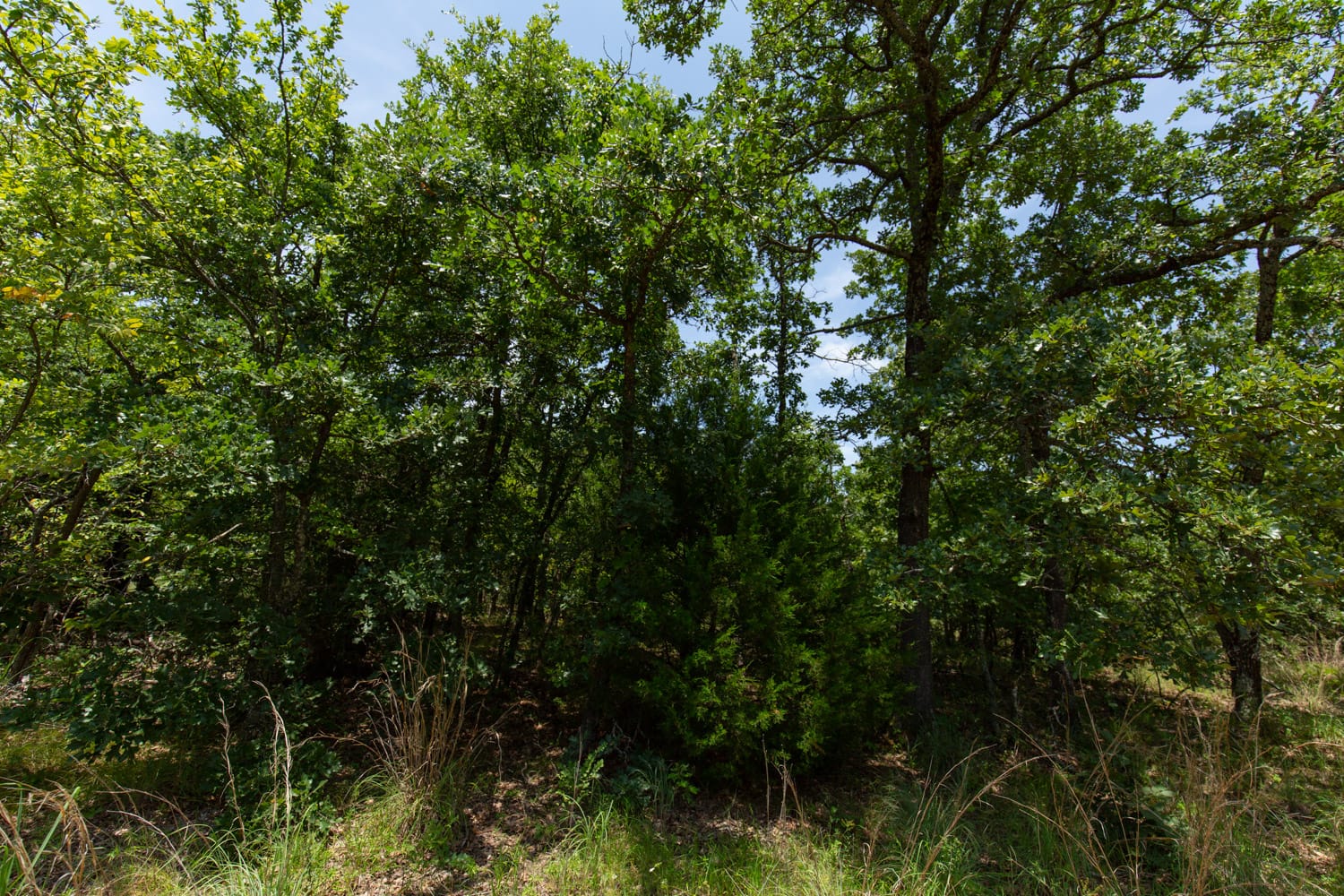 Timber Ridge Tract 49 photo 7