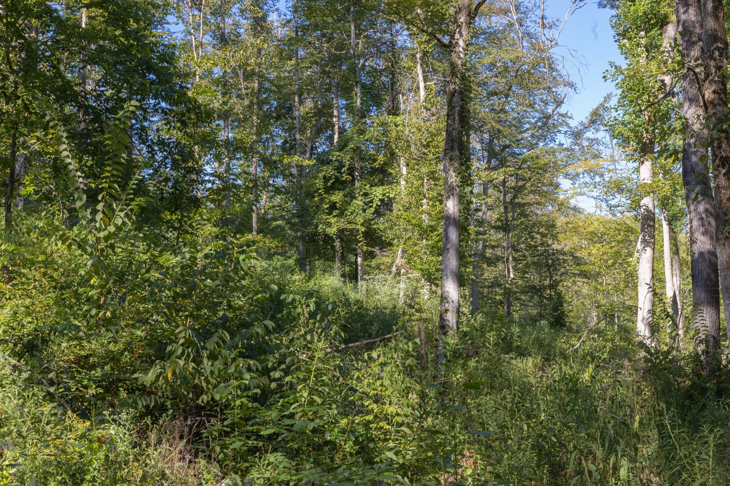 Big White Oak Tract 9 photo 6
