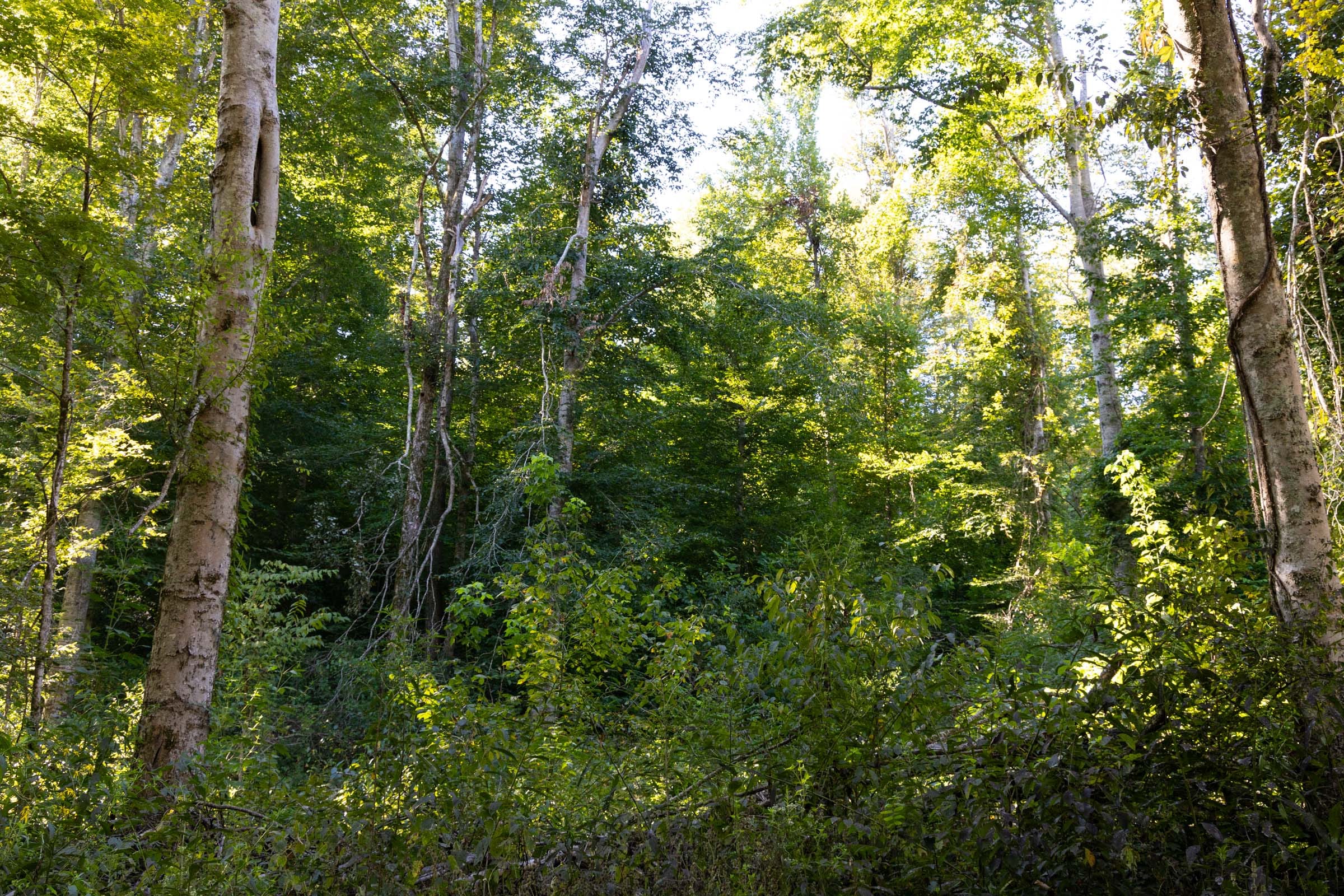 Big White Oak Tract 9 photo 4